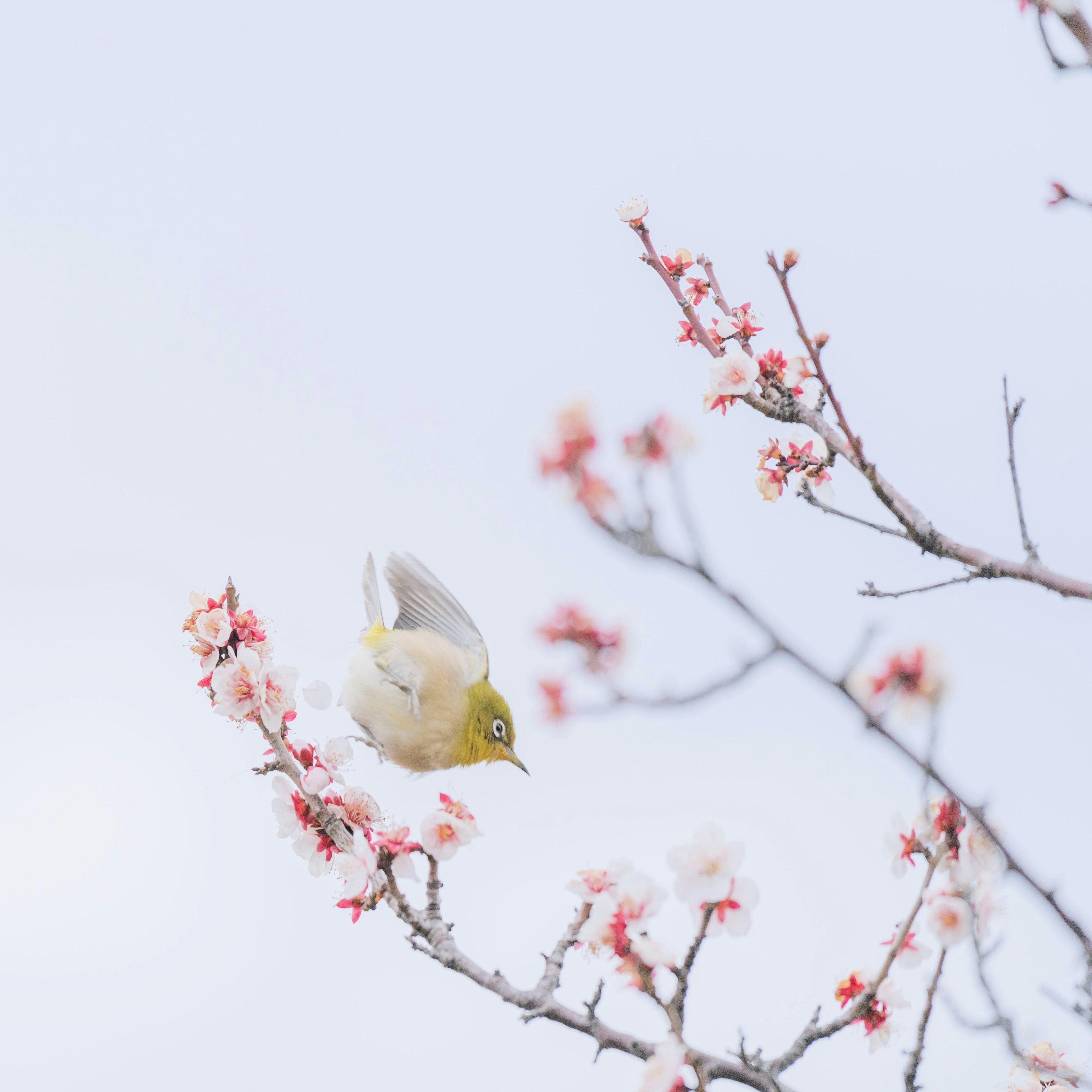 桜の花の枝にとまる小さな鳥の画像