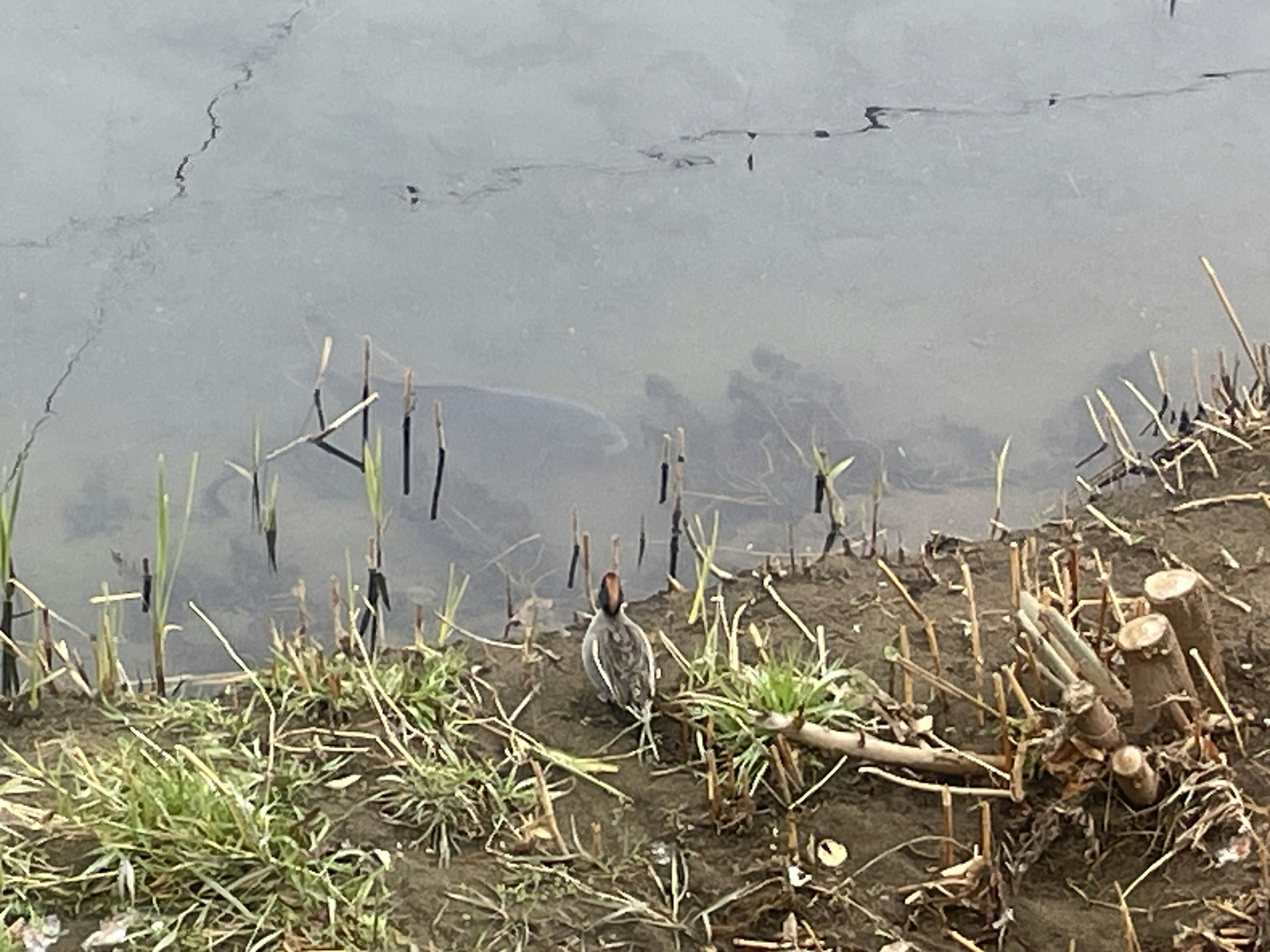 Bird near the water's edge with grass and reeds