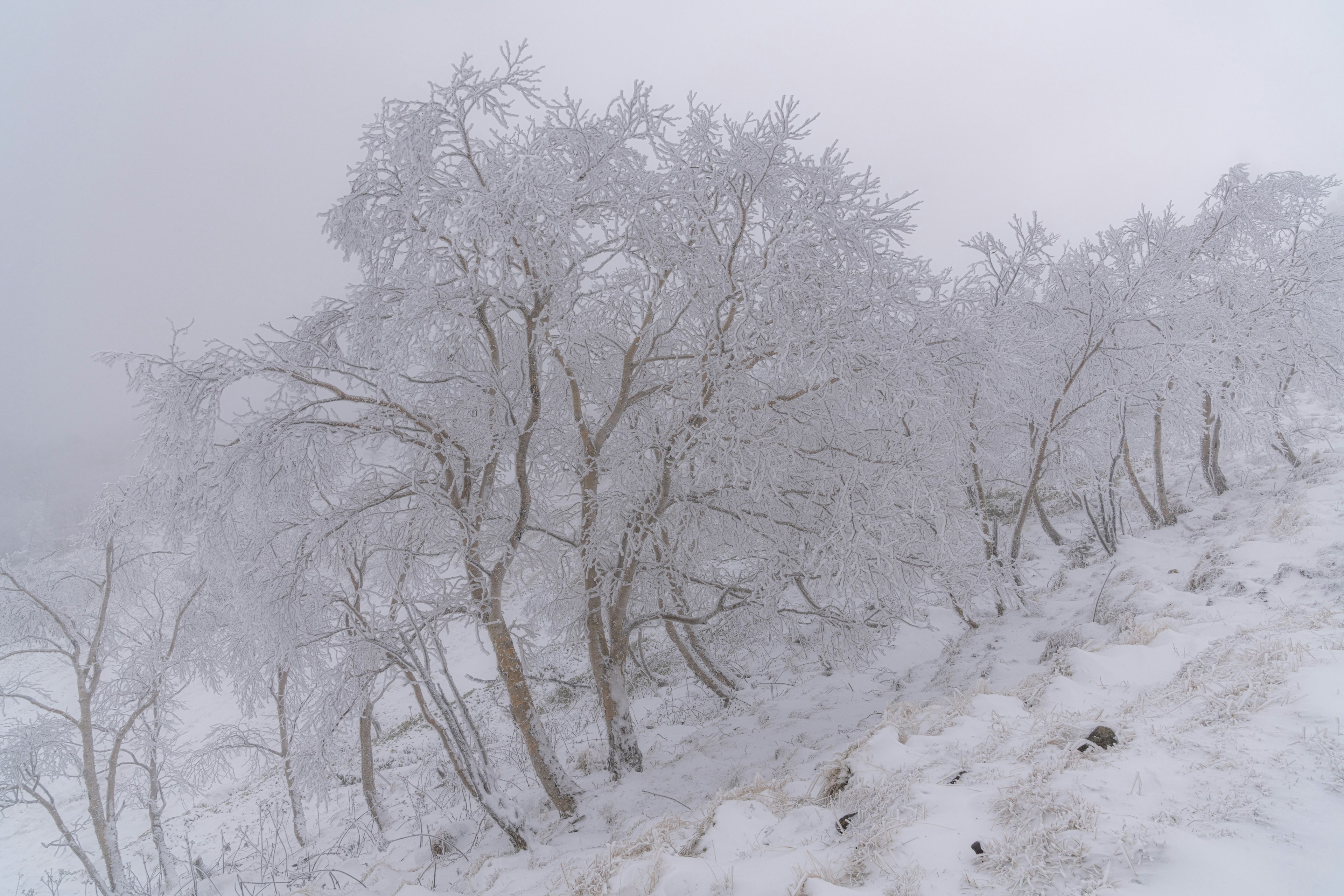 Des arbres recouverts de neige enveloppés de brouillard