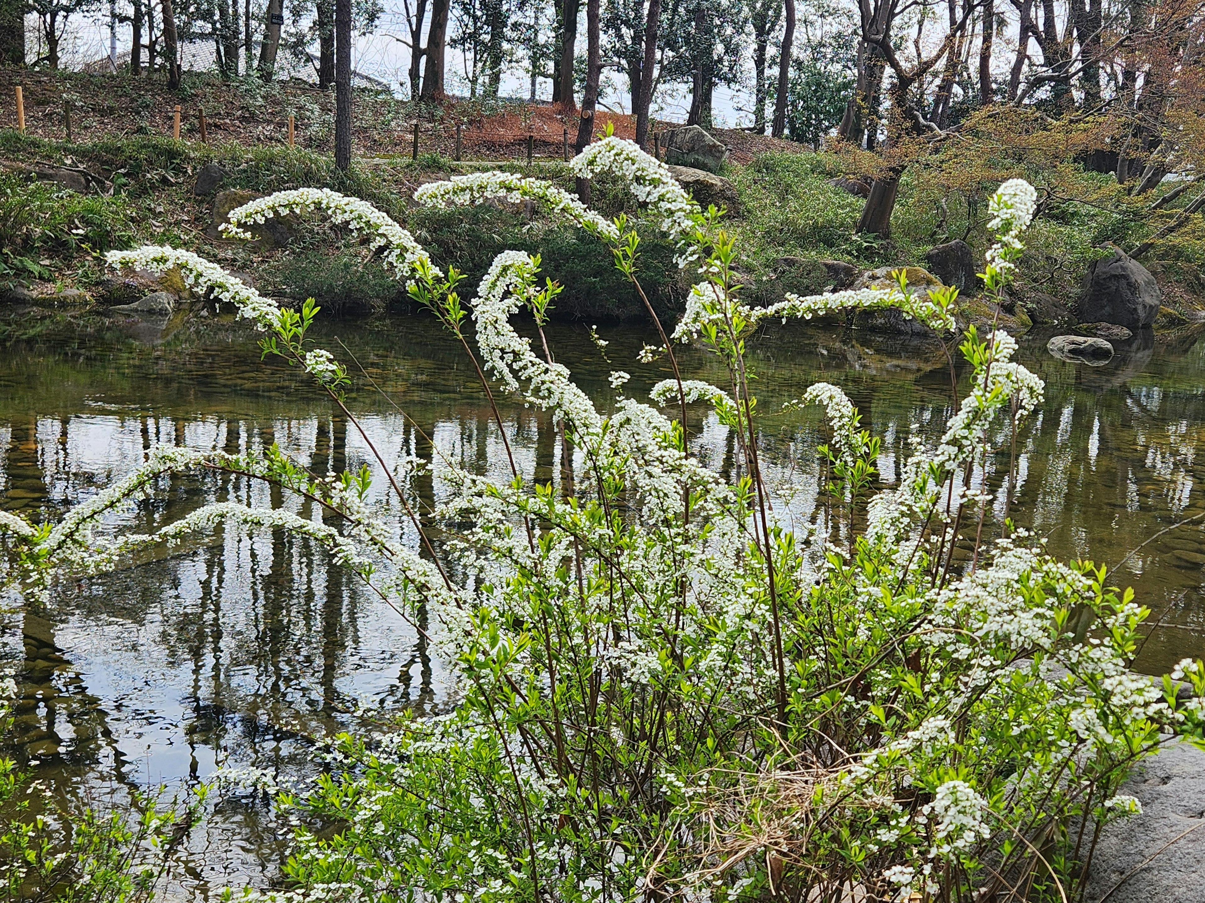 Plantas con flores blancas junto al río con reflejos