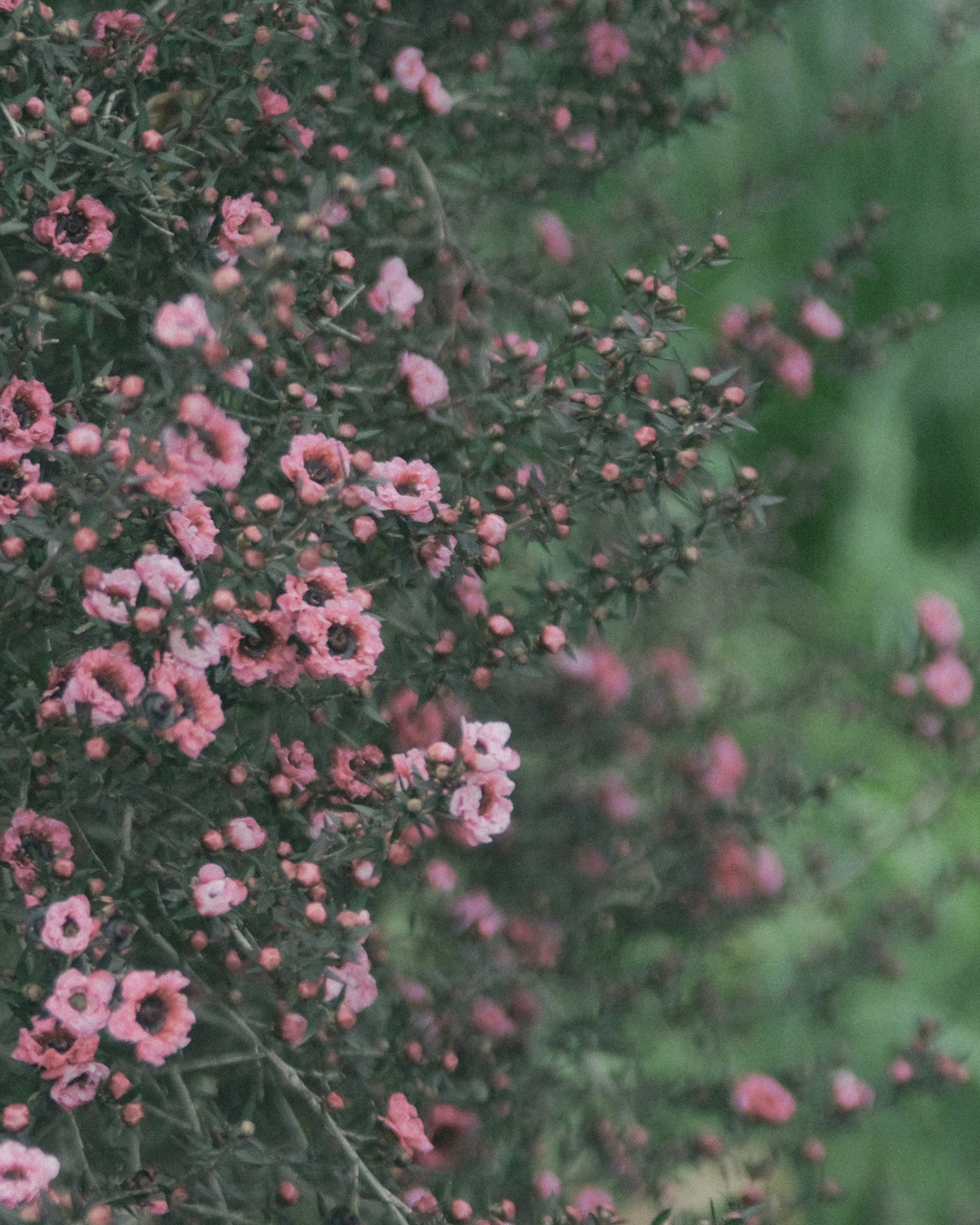 ピンクの花が咲いている茂みのクローズアップ