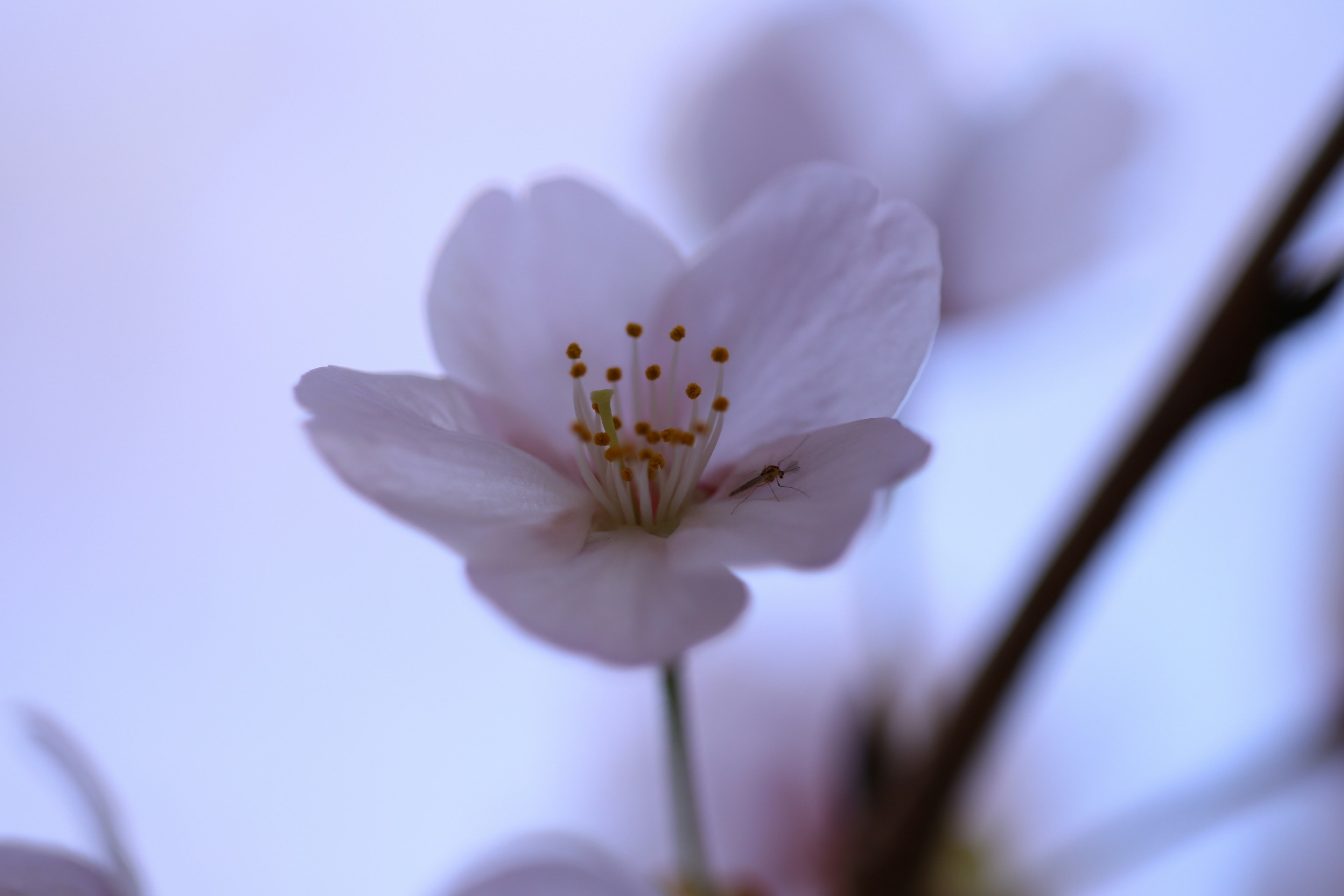 Primer plano de una flor de cerezo sobre un fondo morado suave