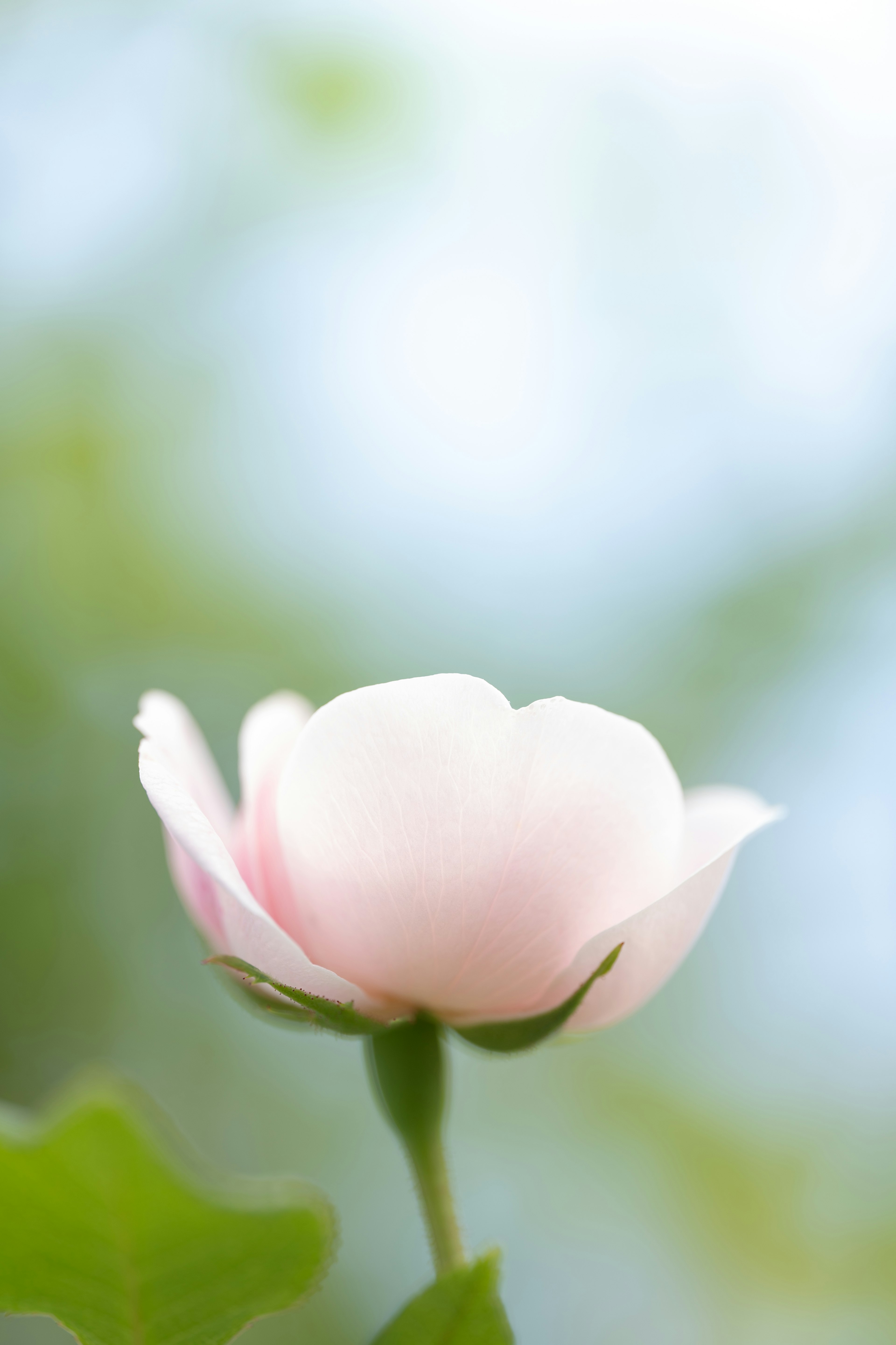 薄いピンクの花が青い背景の中で咲いている