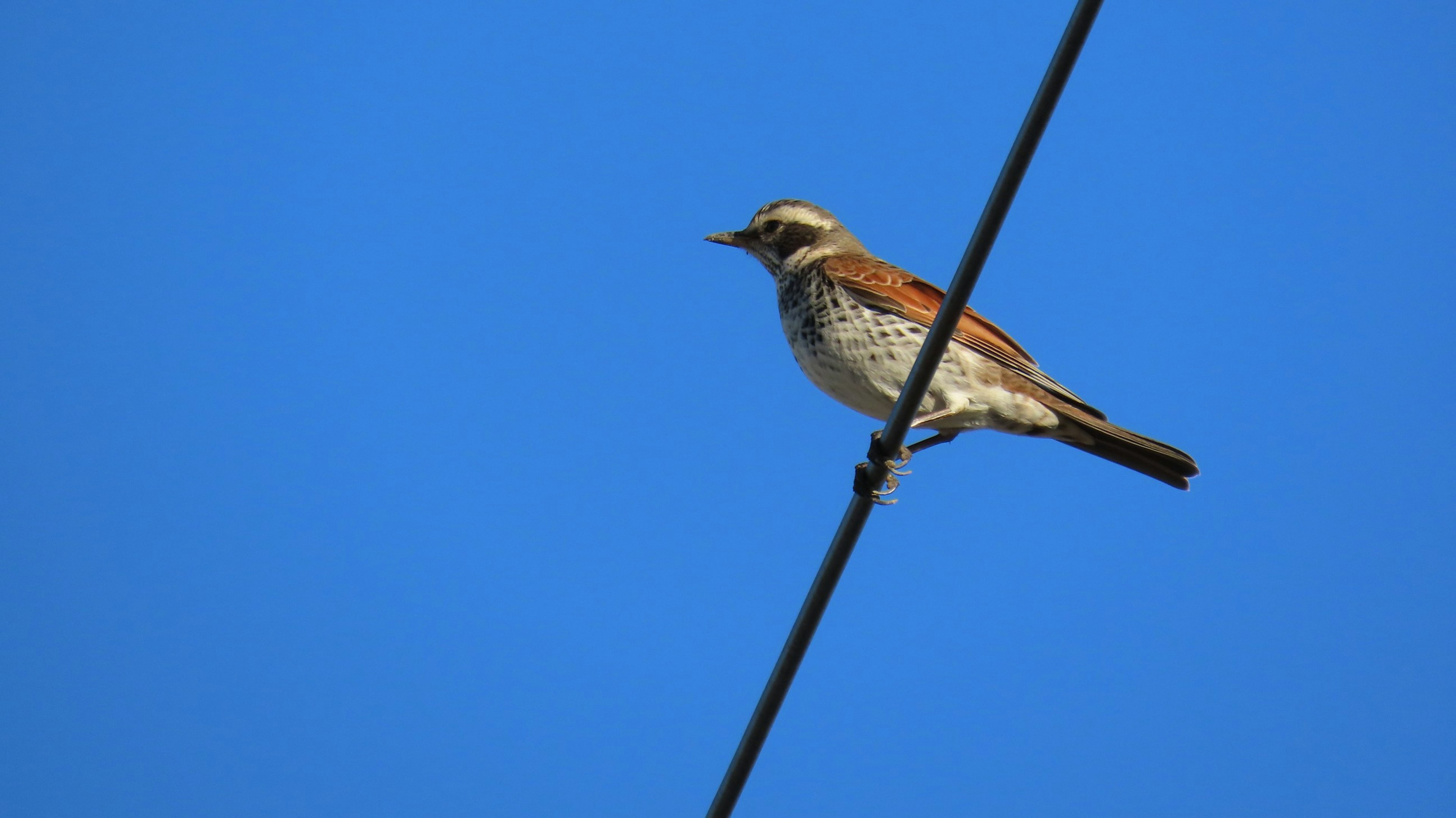 Kleiner Vogel auf einem Draht vor blauem Himmel