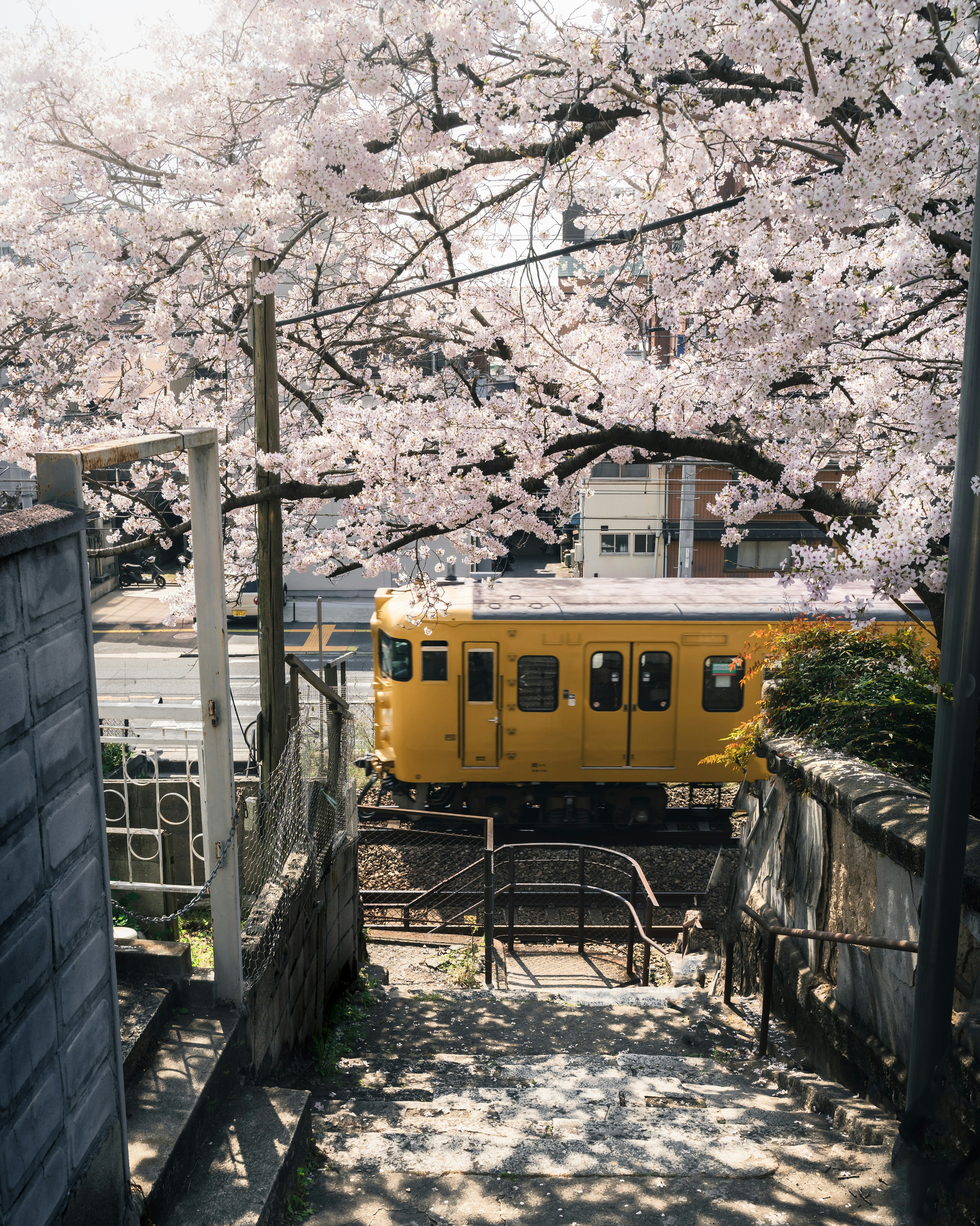 Vue d'un escalier avec un train jaune sous des cerisiers en fleurs