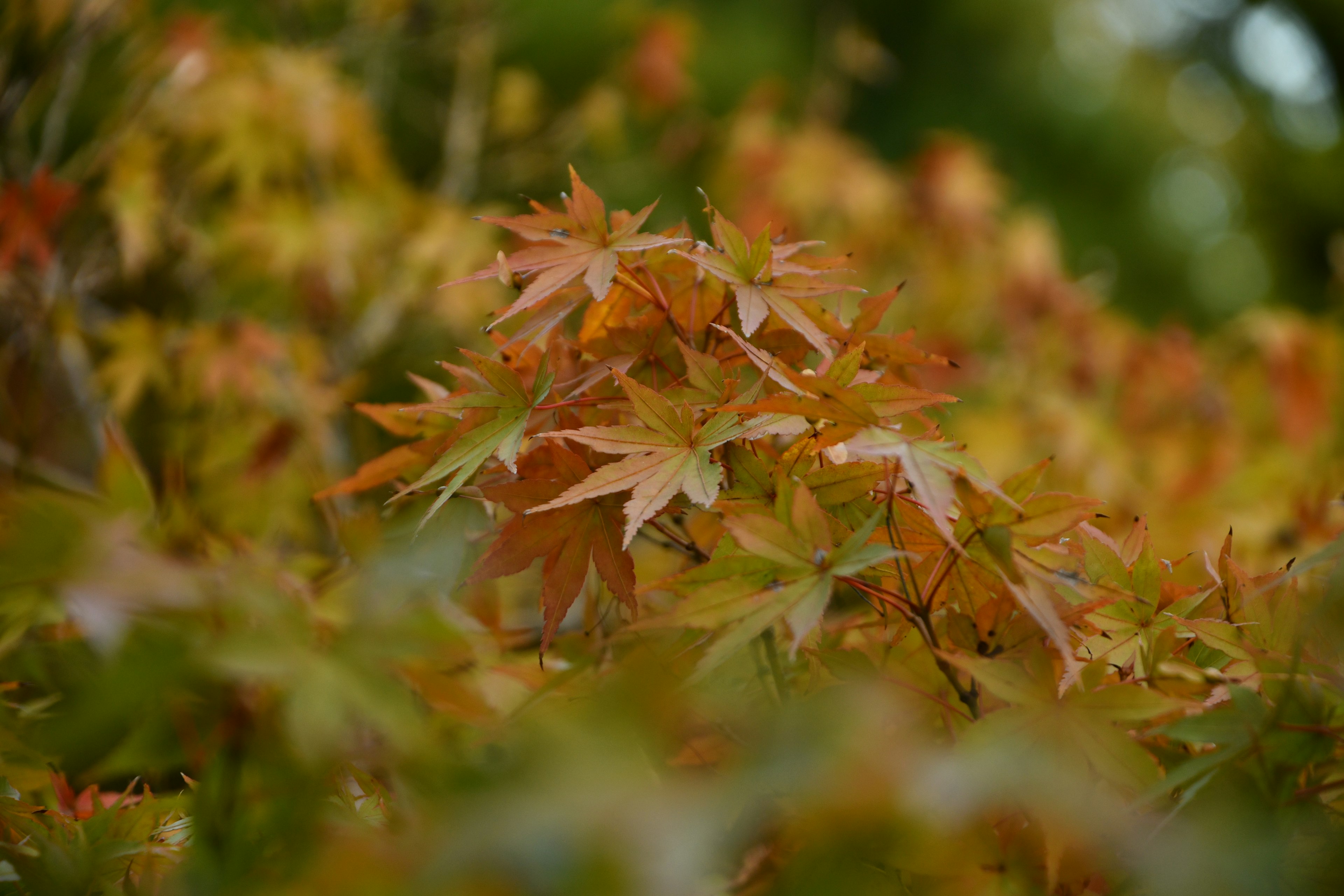 Nahaufnahme von orangefarbenen Ahornblättern im Herbst