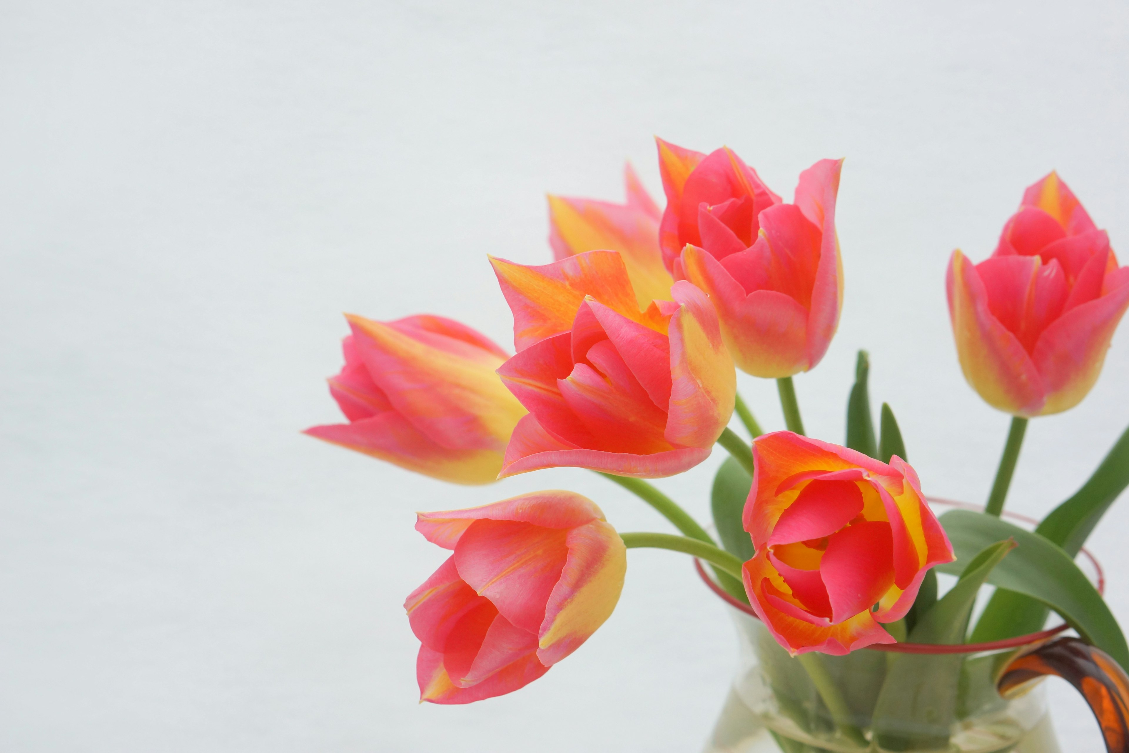 Bouquet de tulipes roses et oranges sur fond blanc