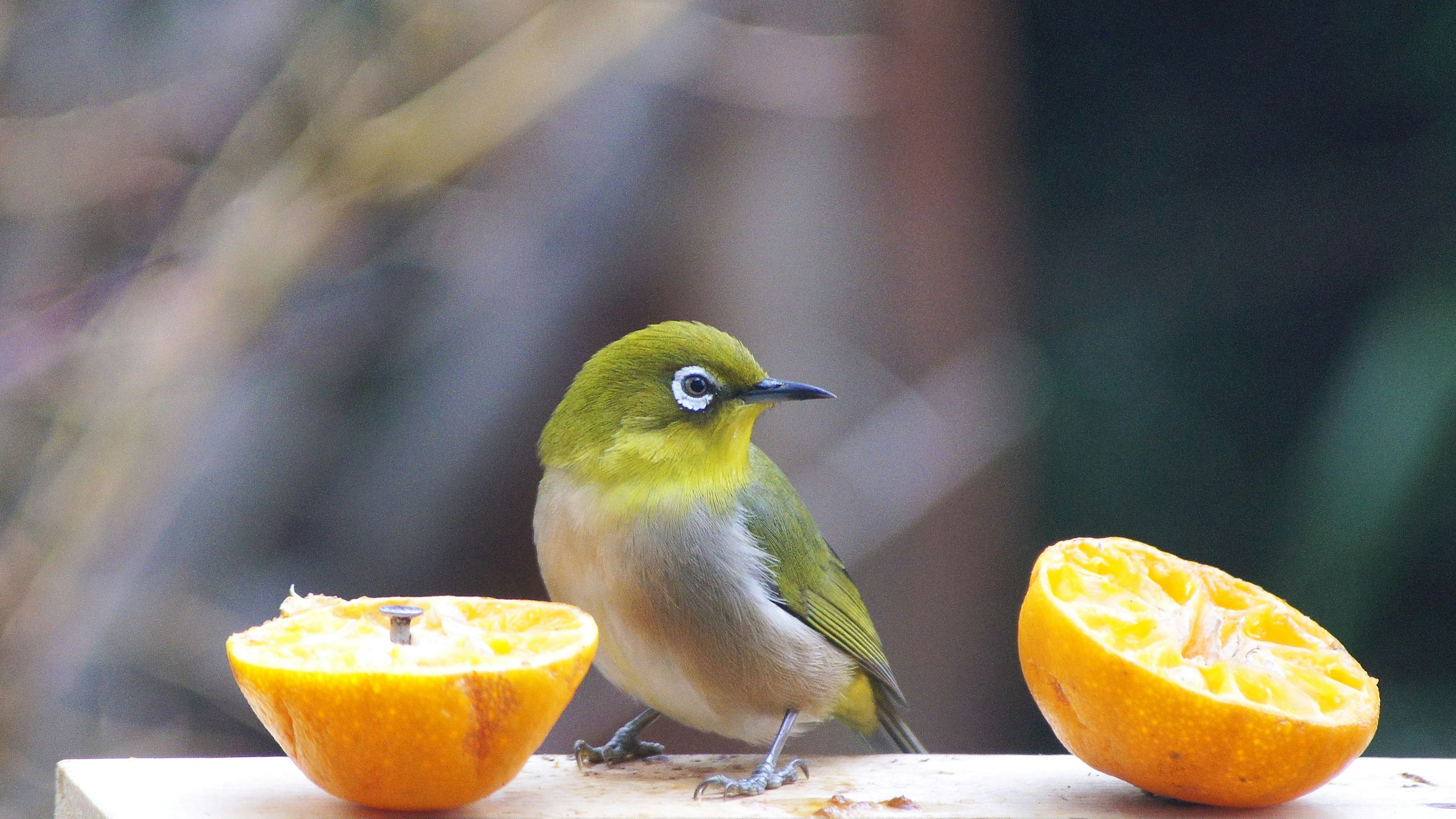 Uccello verde seduto vicino a arance divise a metà