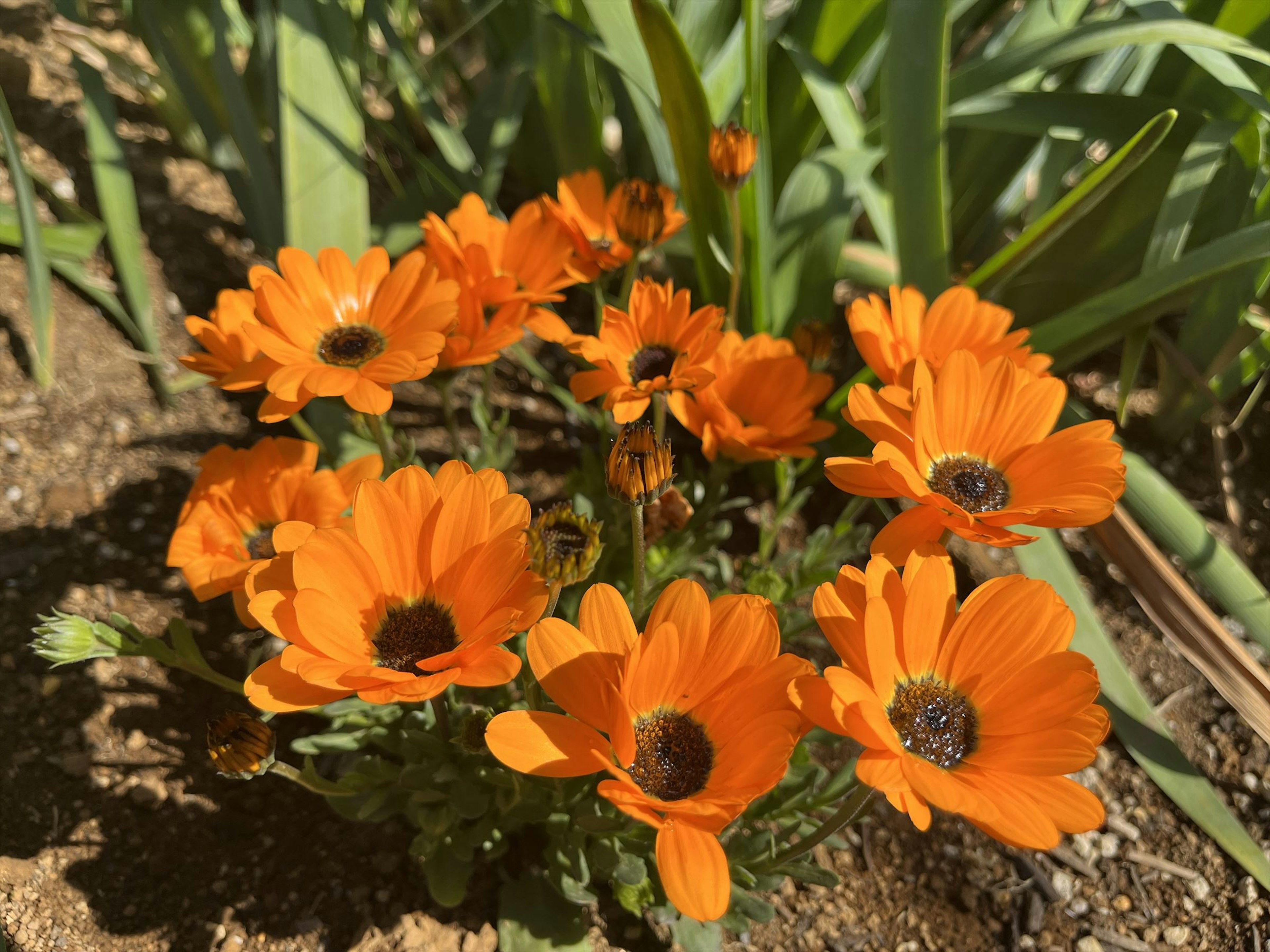 Primo piano di fiori arancioni vivaci in un giardino