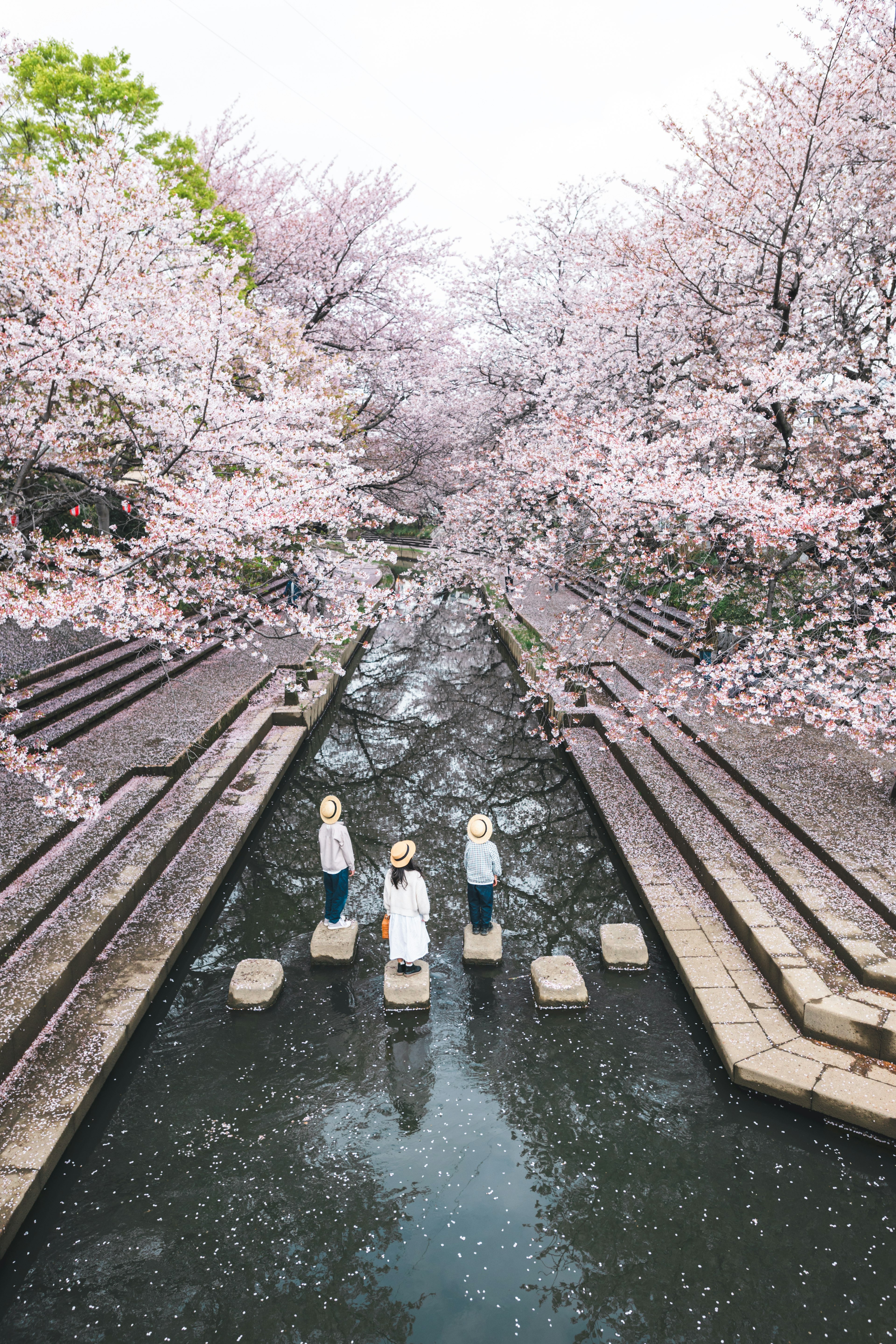 桜の花が咲く川辺で立つ三人の女性と石の道