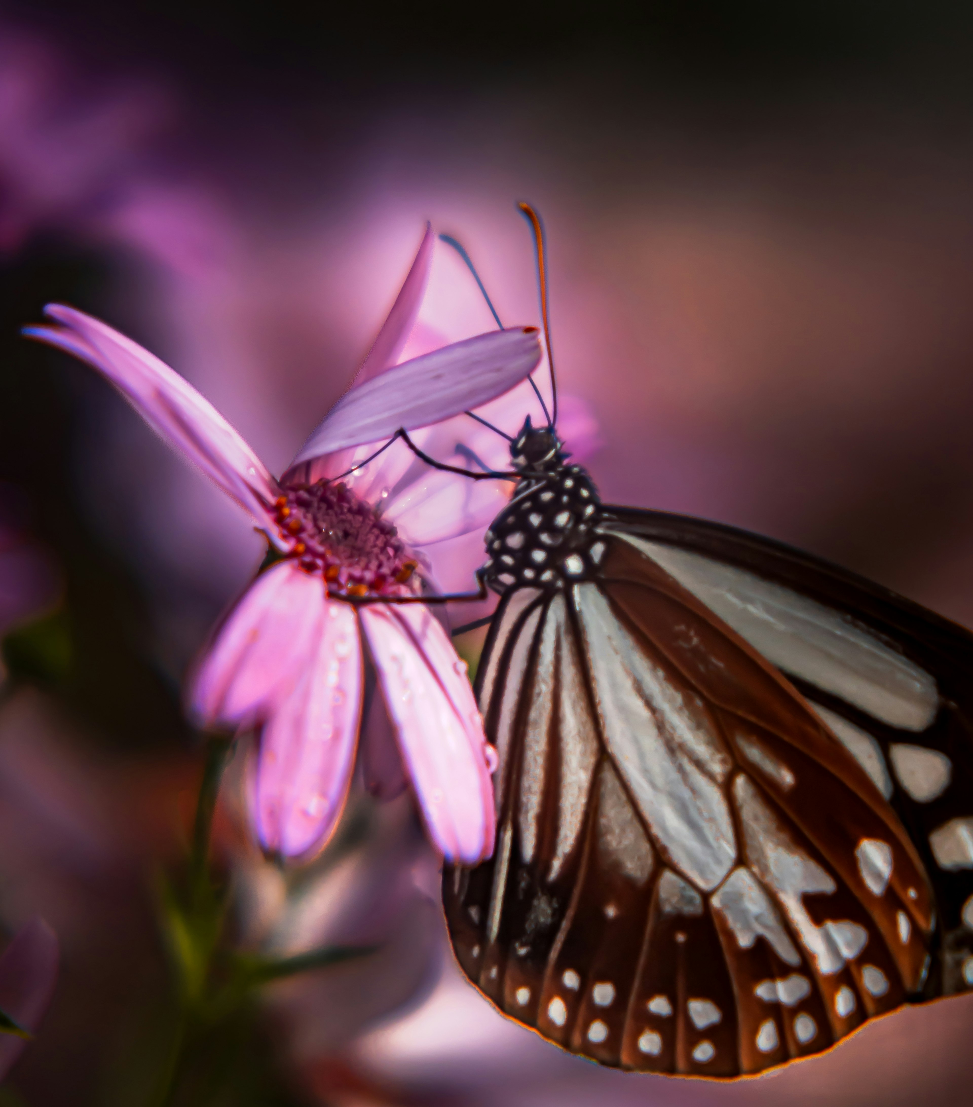 Un papillon se posant sur une fleur rose montrant des détails vibrants