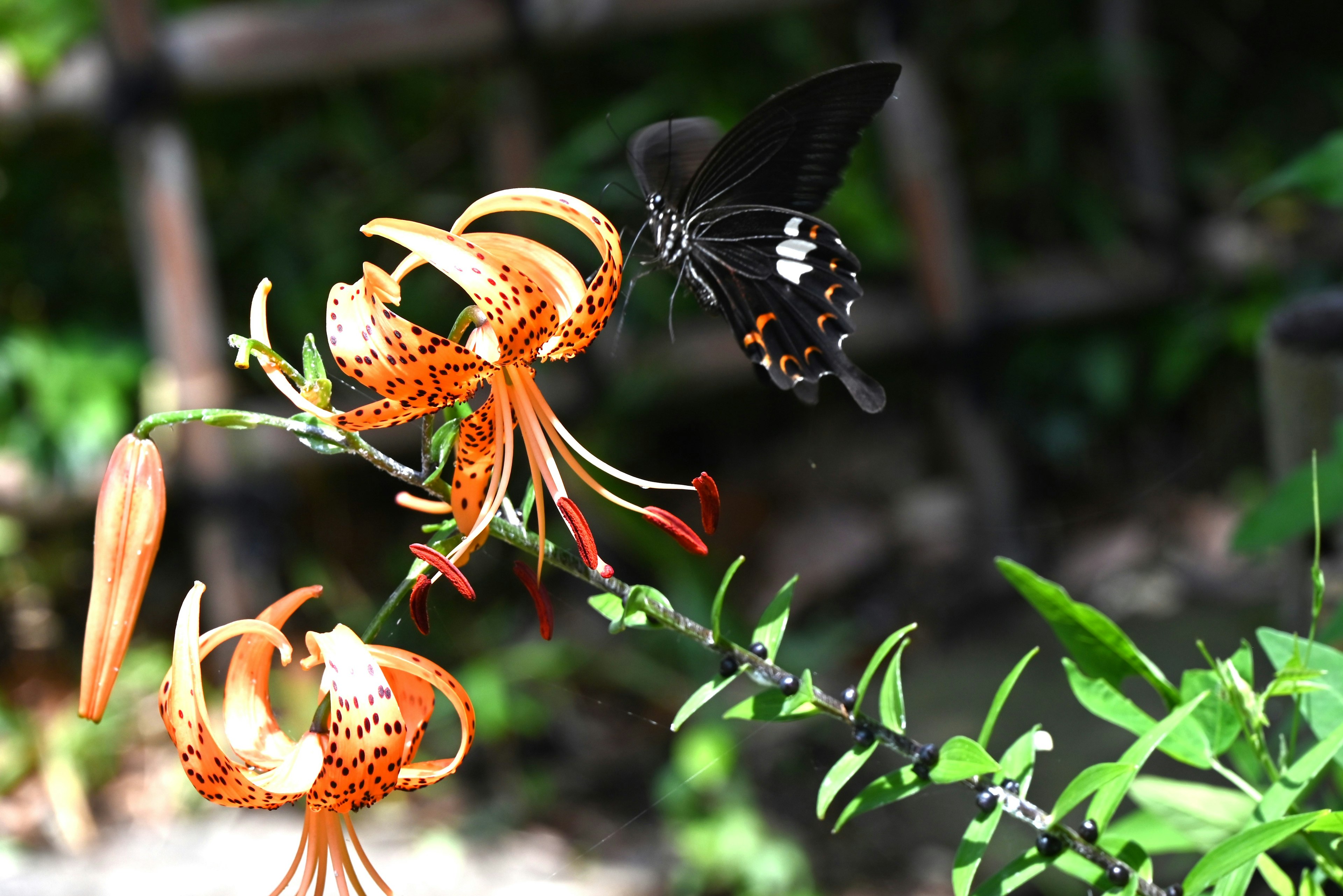 Una mariposa negra flotando cerca de lirios naranjas vibrantes en un jardín exuberante