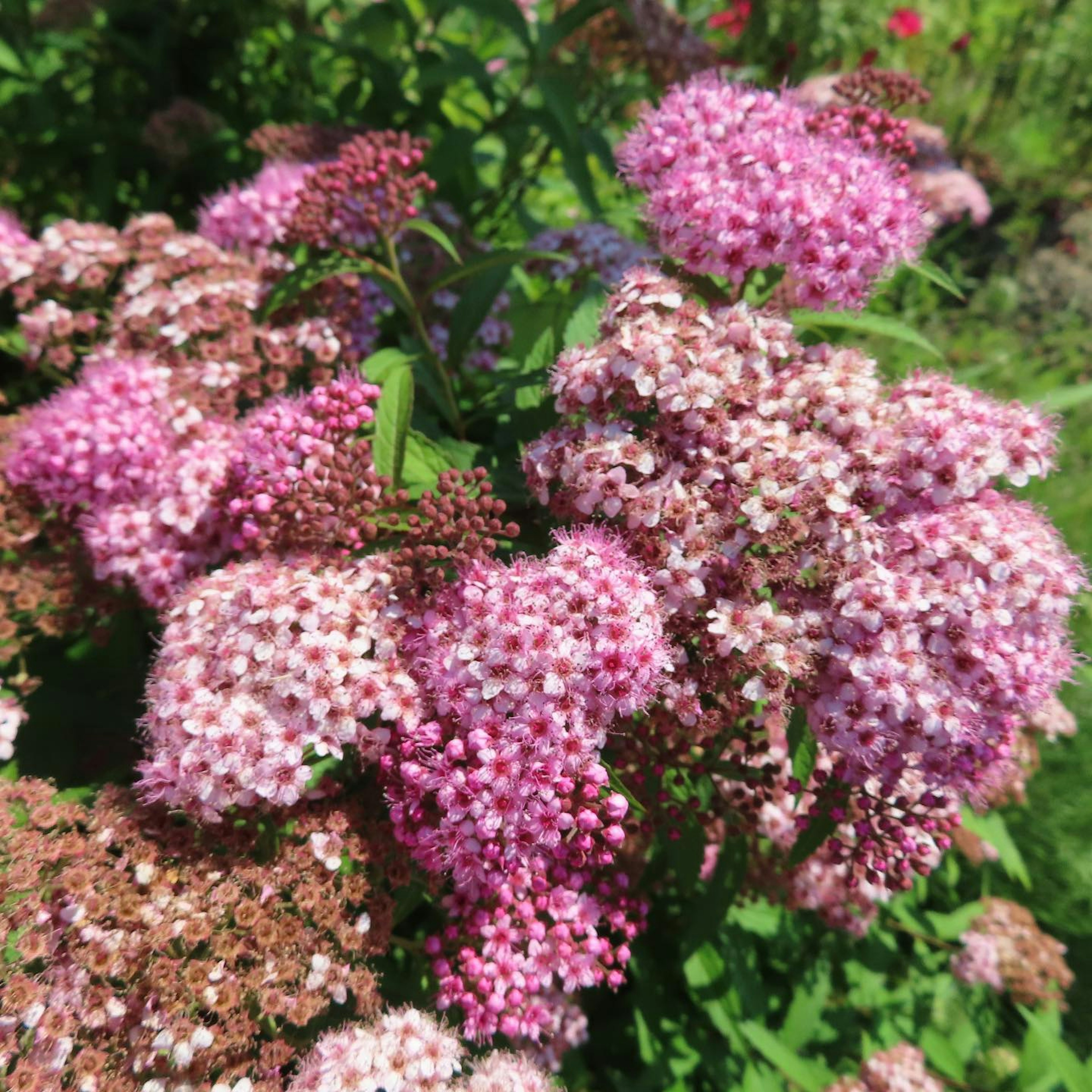 色とりどりのスモークツリーの花が咲いている庭の風景