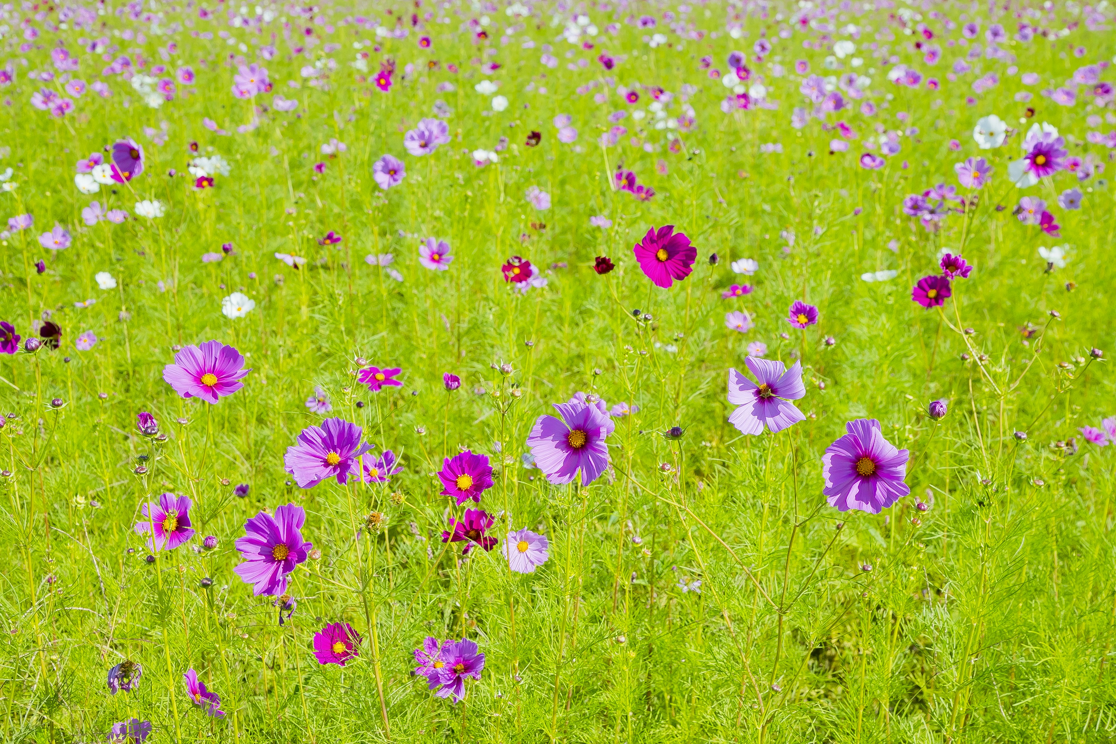 Feld mit lila Blumen, die im grünen Gras blühen