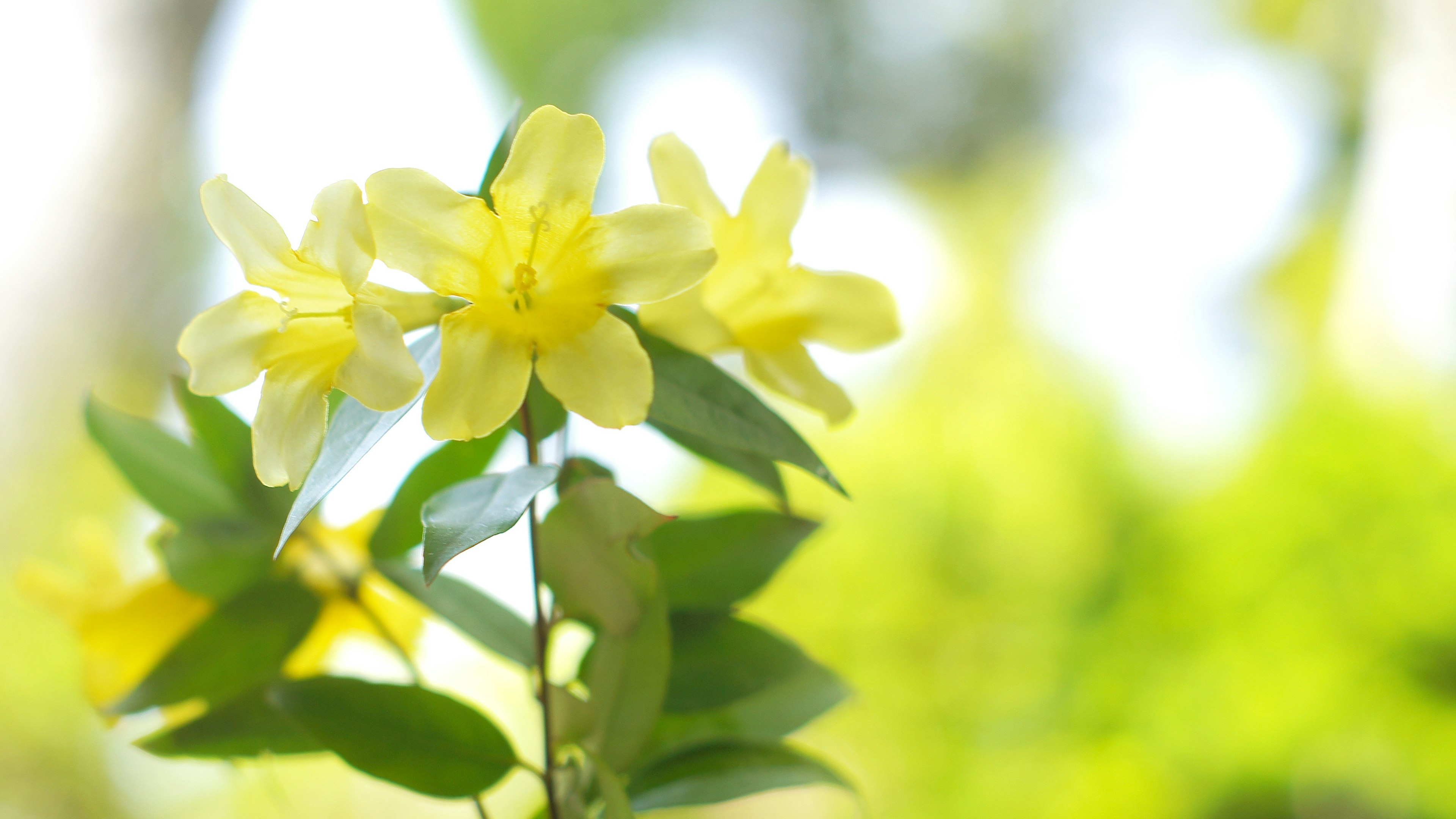 Primo piano di un fiore giallo che sboccia su una pianta a foglie verdi