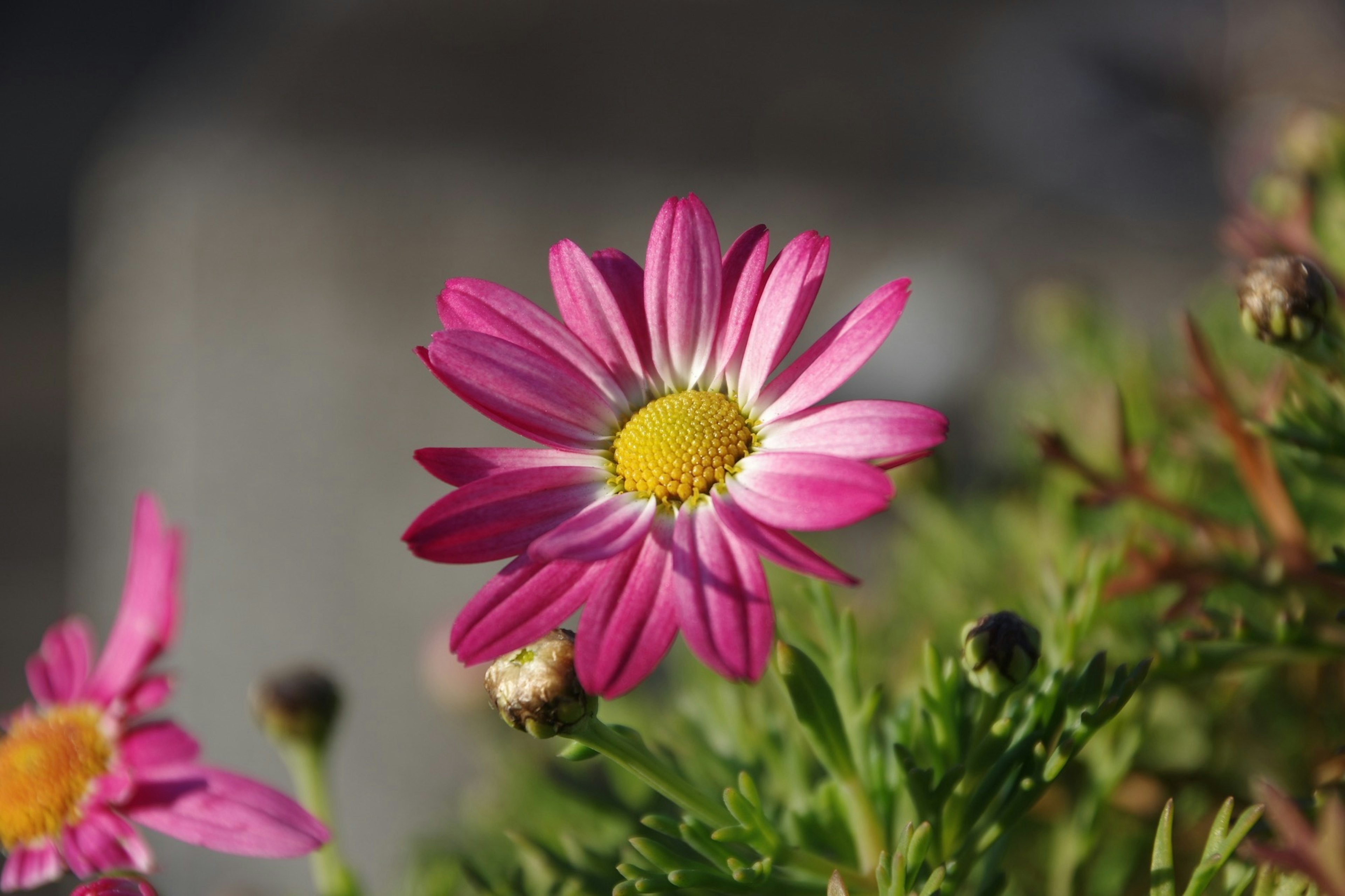 Vibrant pink flower with a yellow center