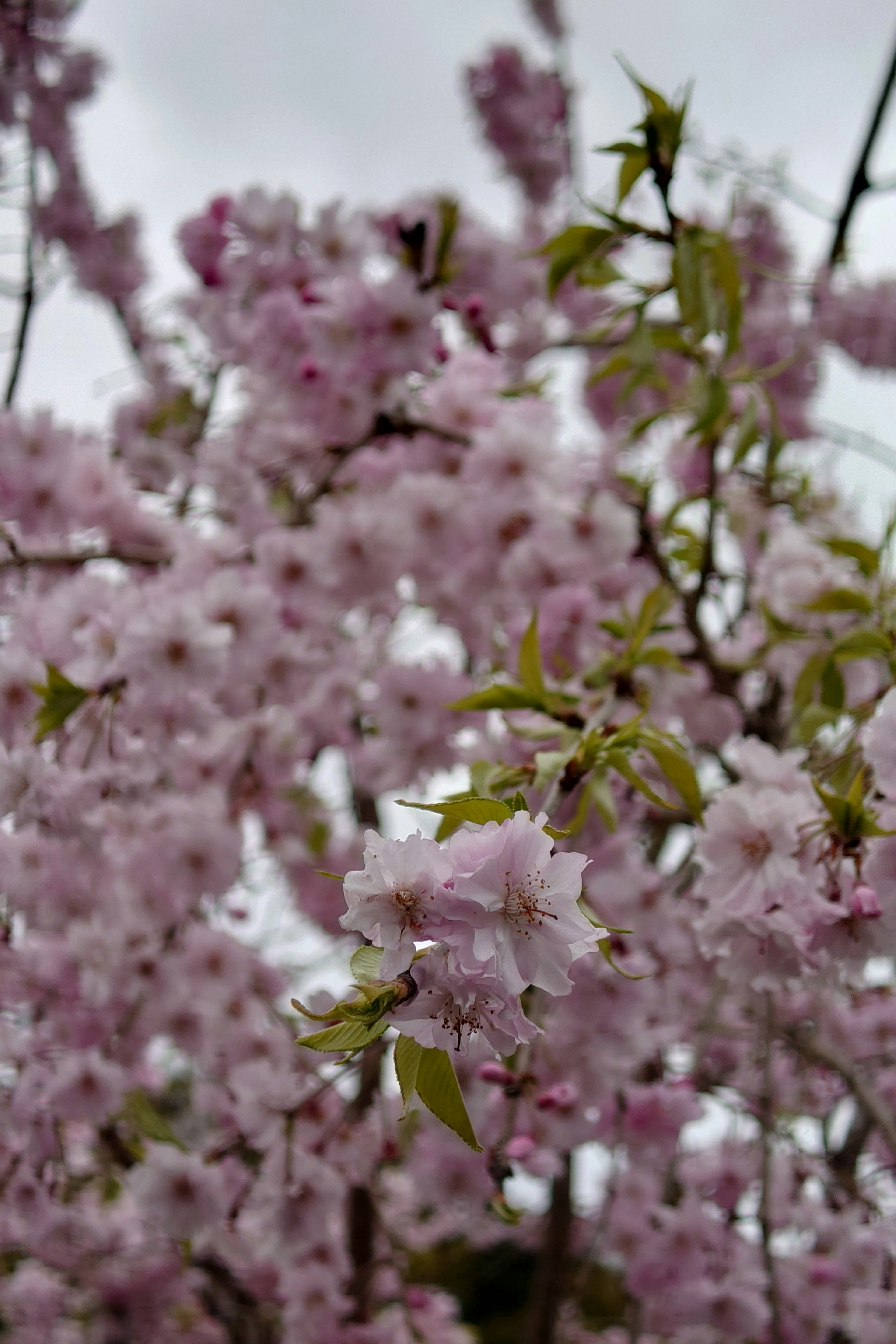 Gros plan sur des branches de cerisier en fleurs