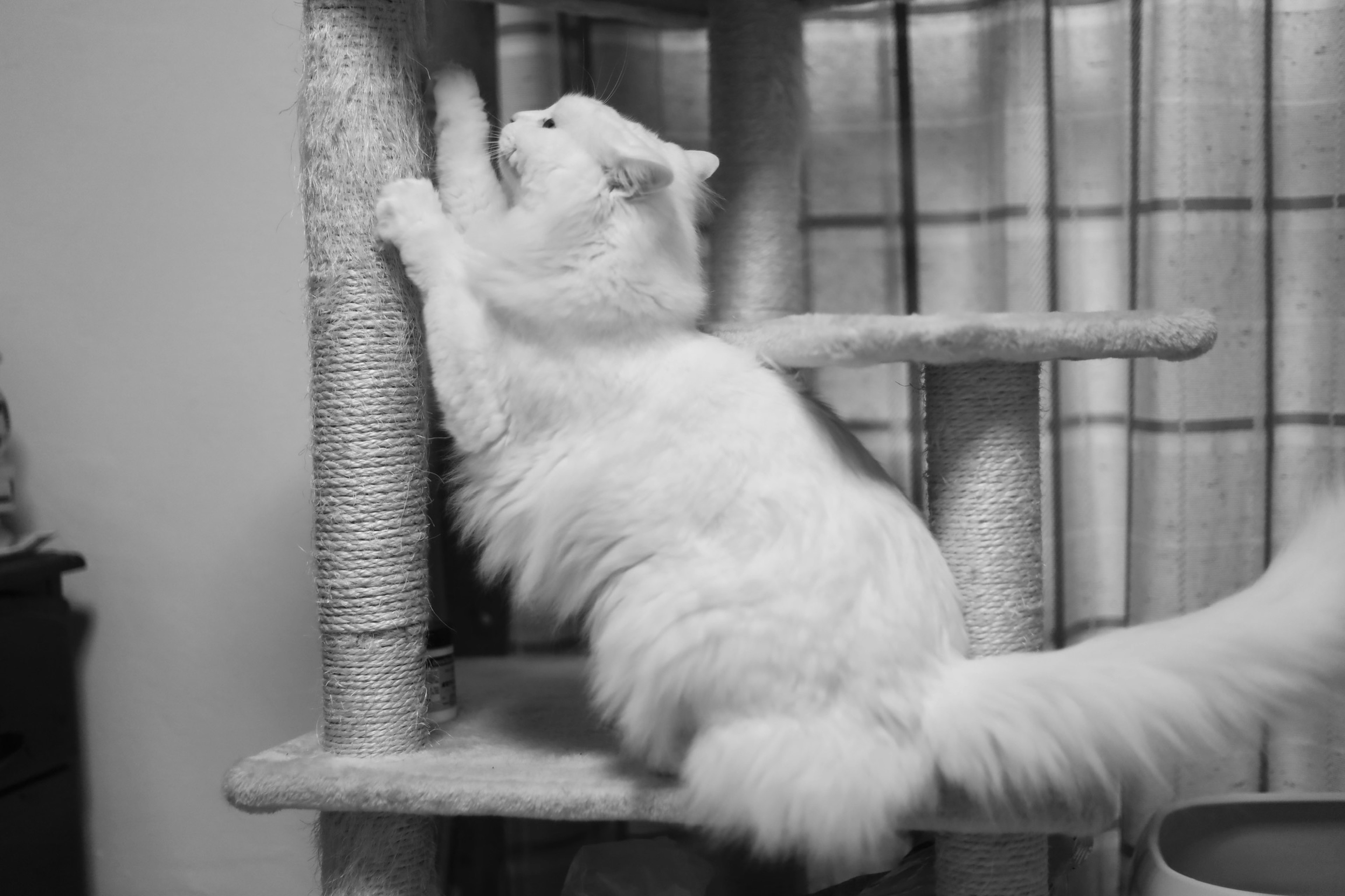 A white cat scratching a scratching post on a cat tree