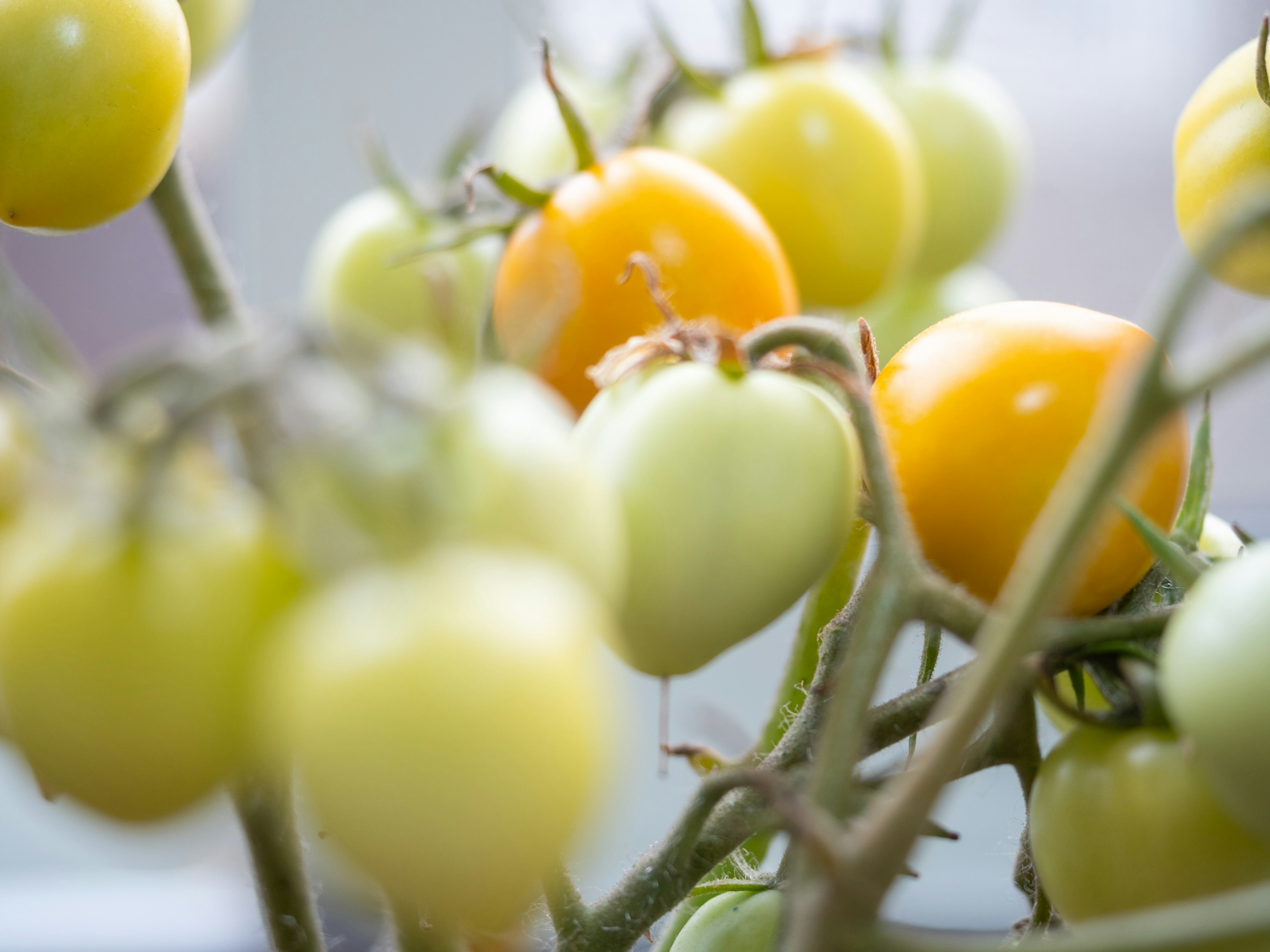 Close-up of a plant with green and yellow tomatoes