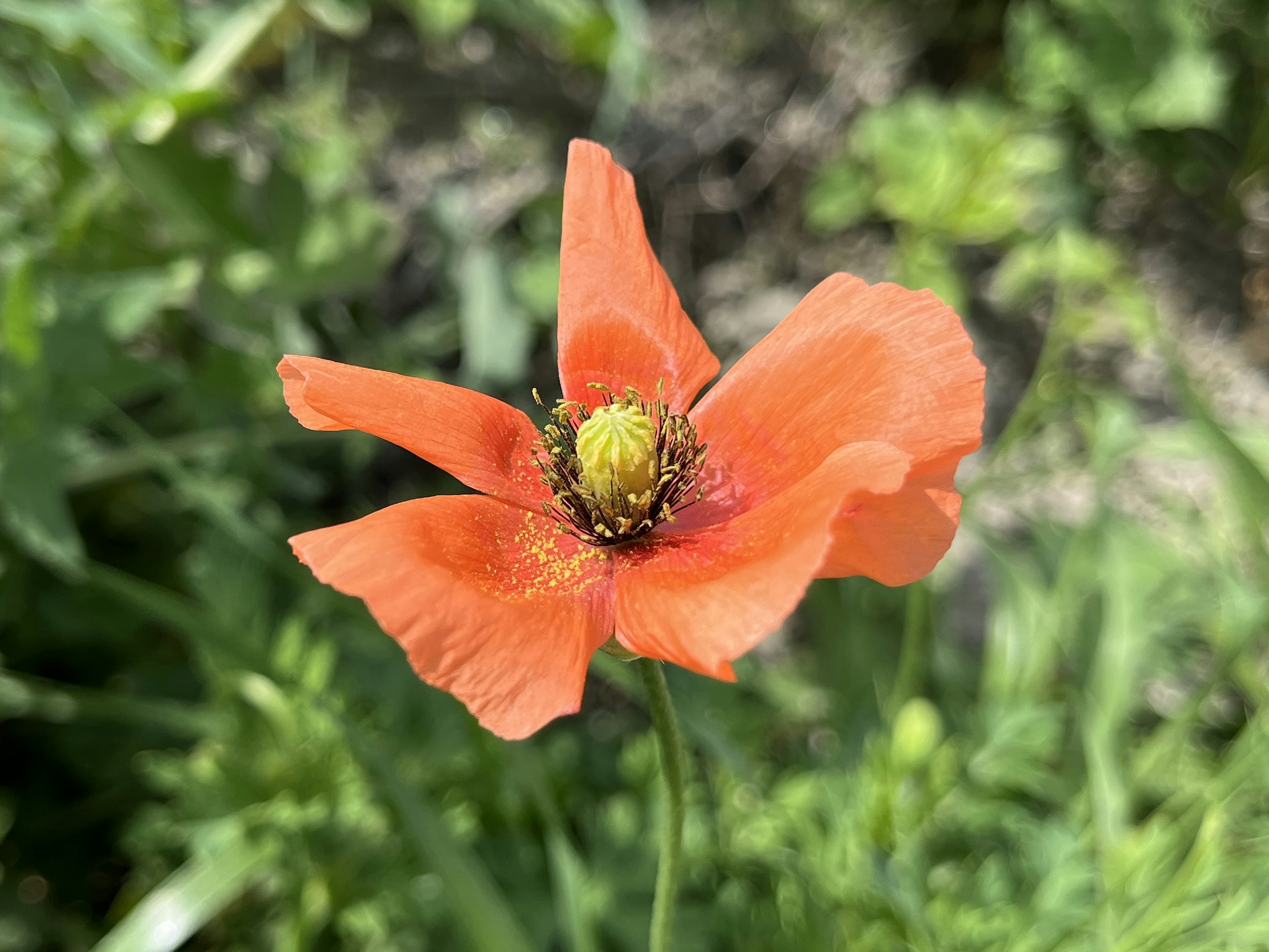 鮮やかなオレンジ色のポピーの花が緑の背景に映える