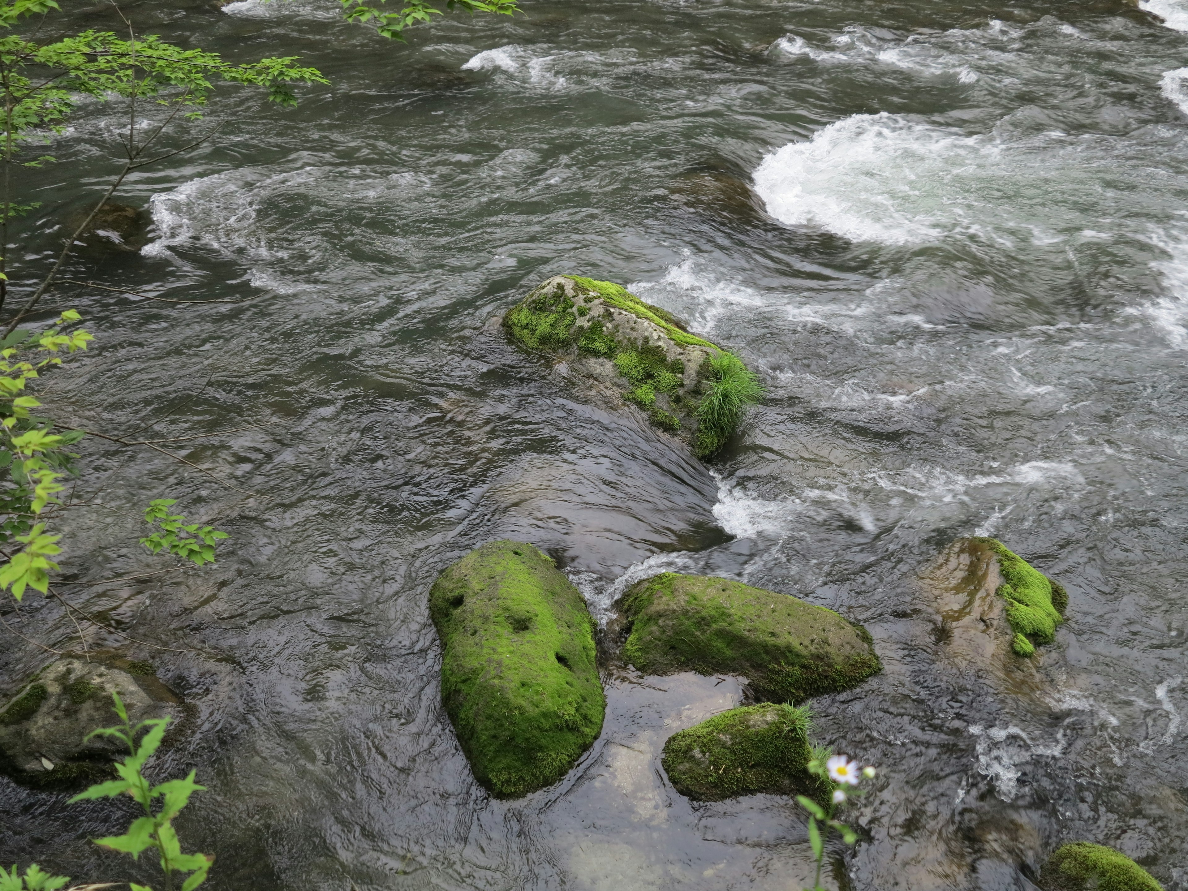 Une scène de rivière avec des rochers recouverts de mousse