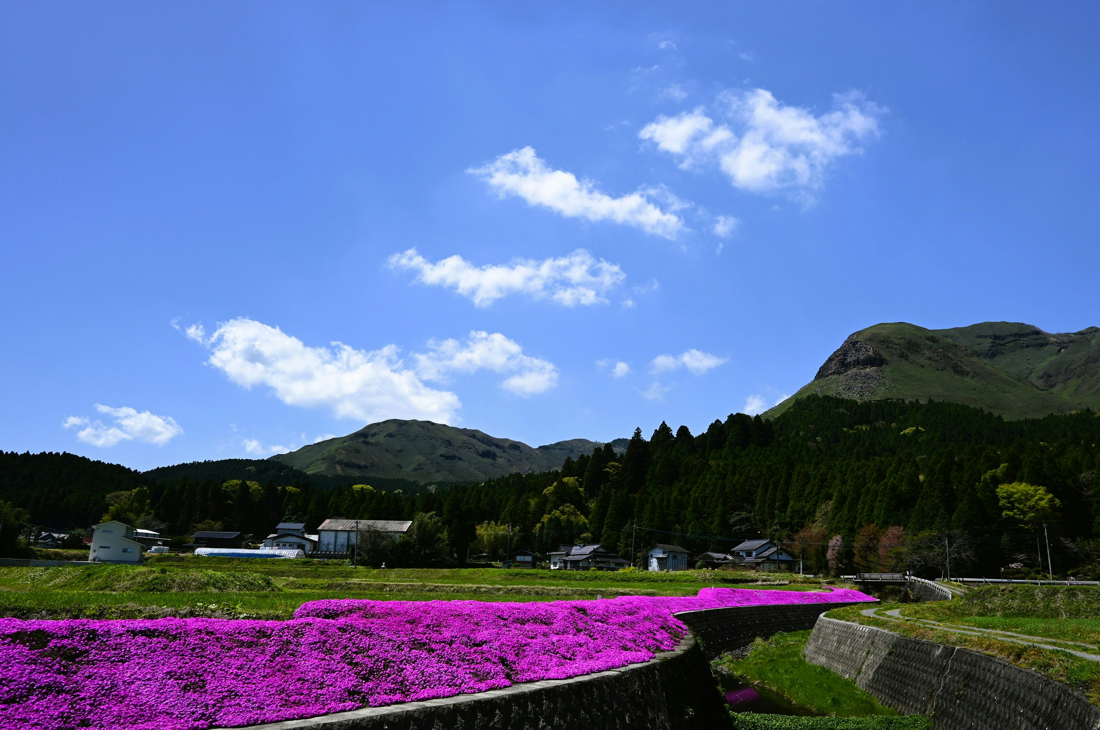 青空と白い雲の下に広がるピンクの花畑と山々の風景