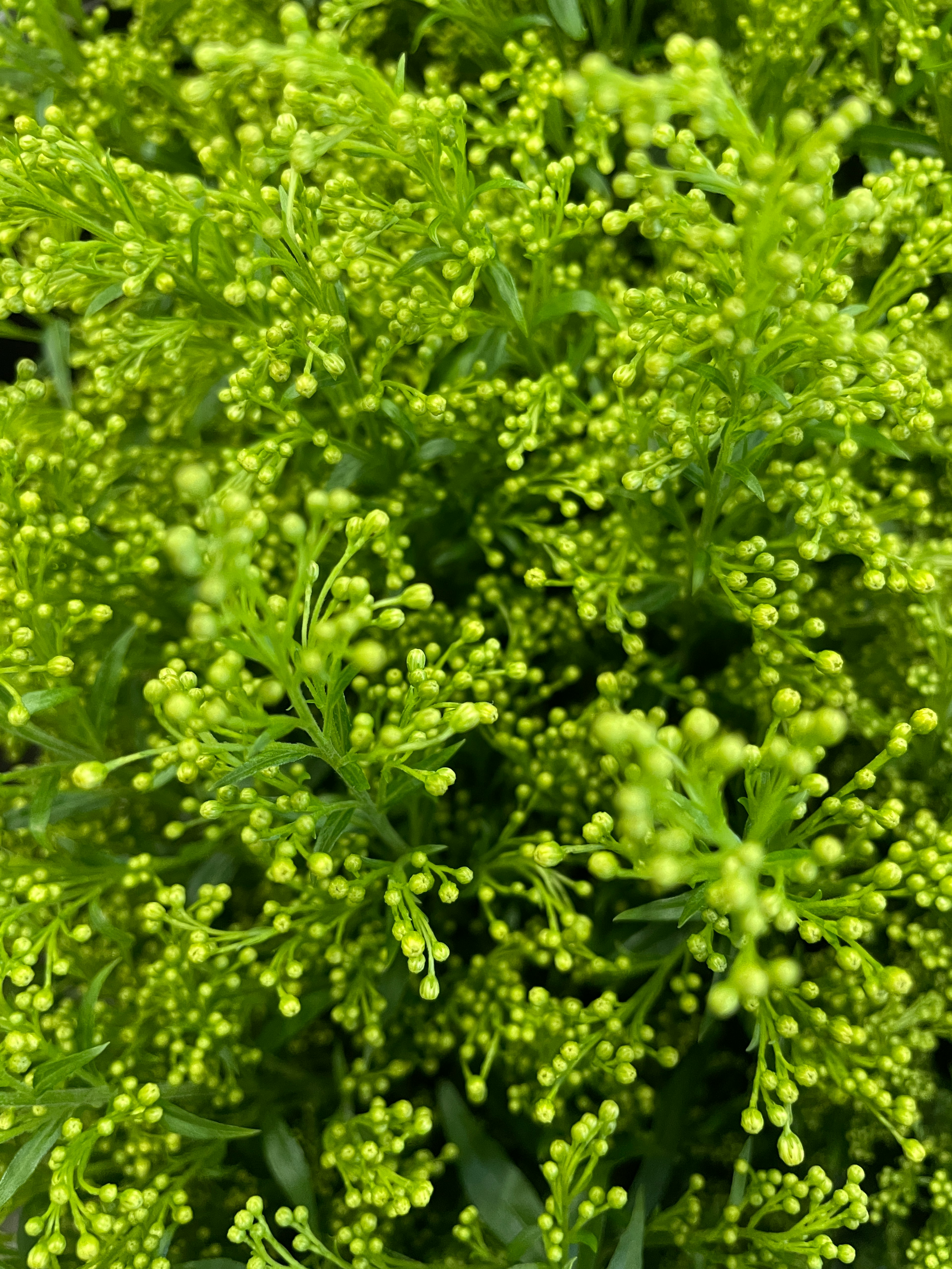 Close-up of a plant with dense clusters of small green buds and fine leaves