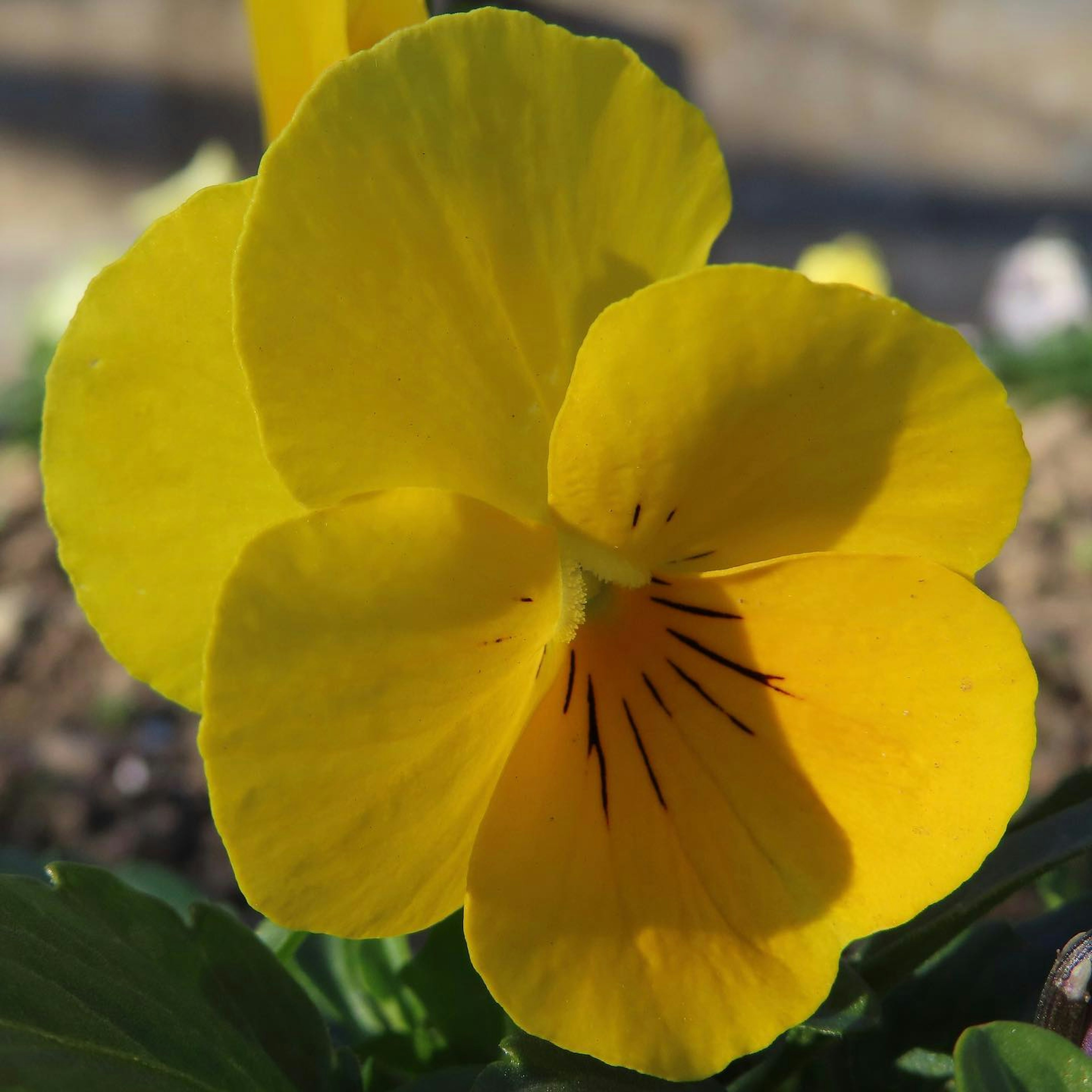 Vibrant yellow pansy flower in bloom