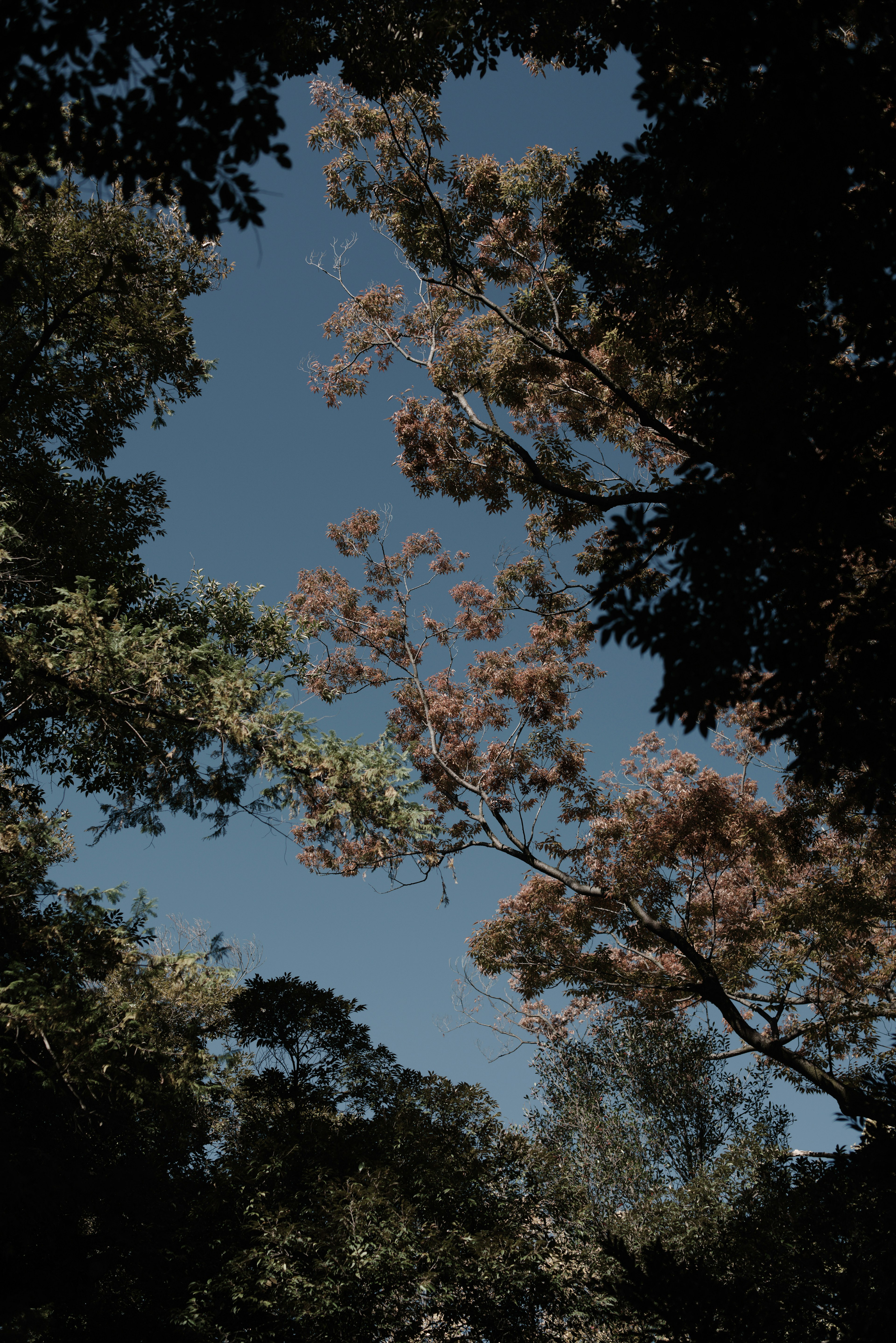 青空の下、緑と茶色の木々が囲む風景