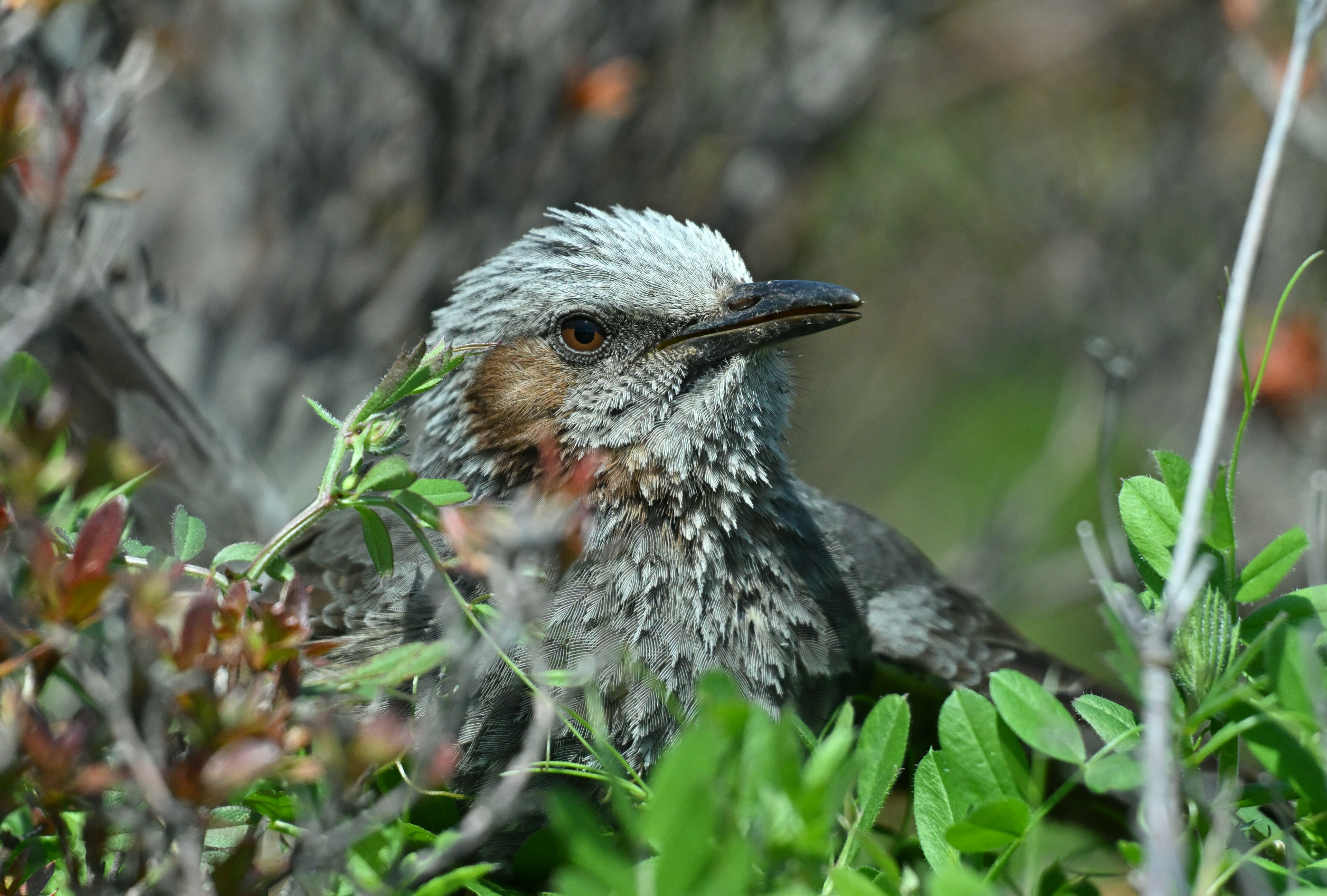 Close-up of a gray bird hidden among plants