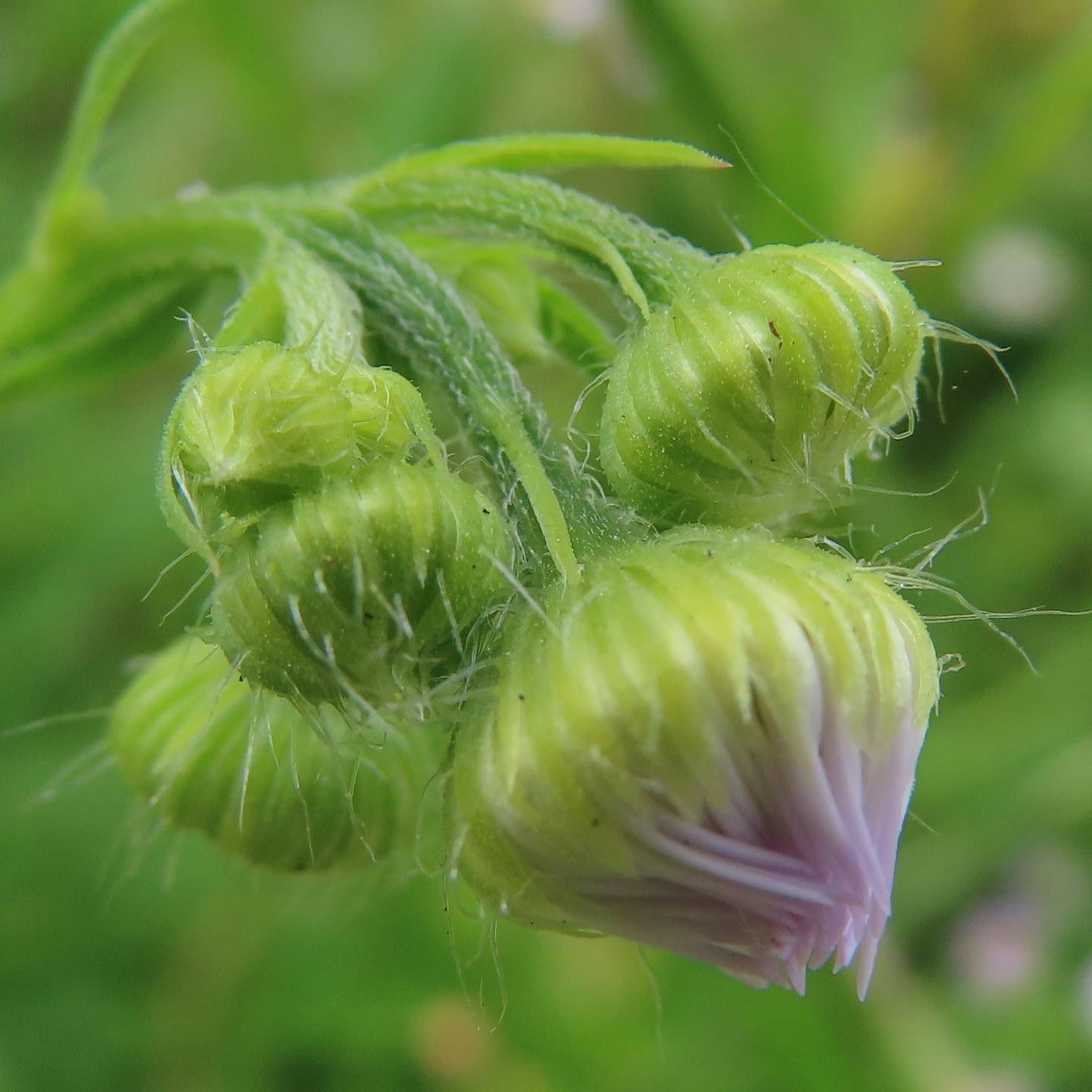 Nahaufnahme von grünen Blütenknospen mit haariger Textur