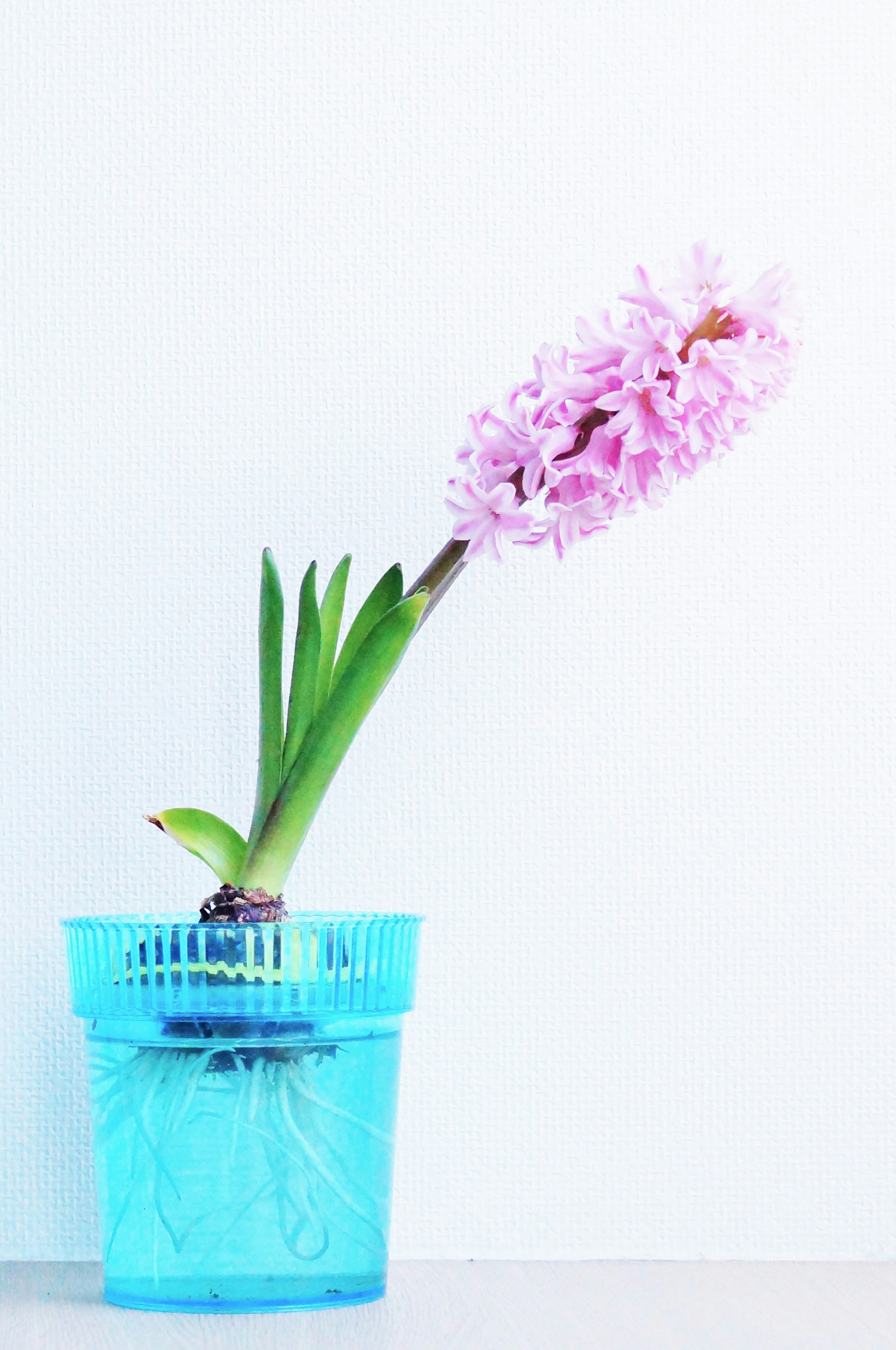 青いプラスチックの鉢に生けられた薄紫色のヒヤシンスの花