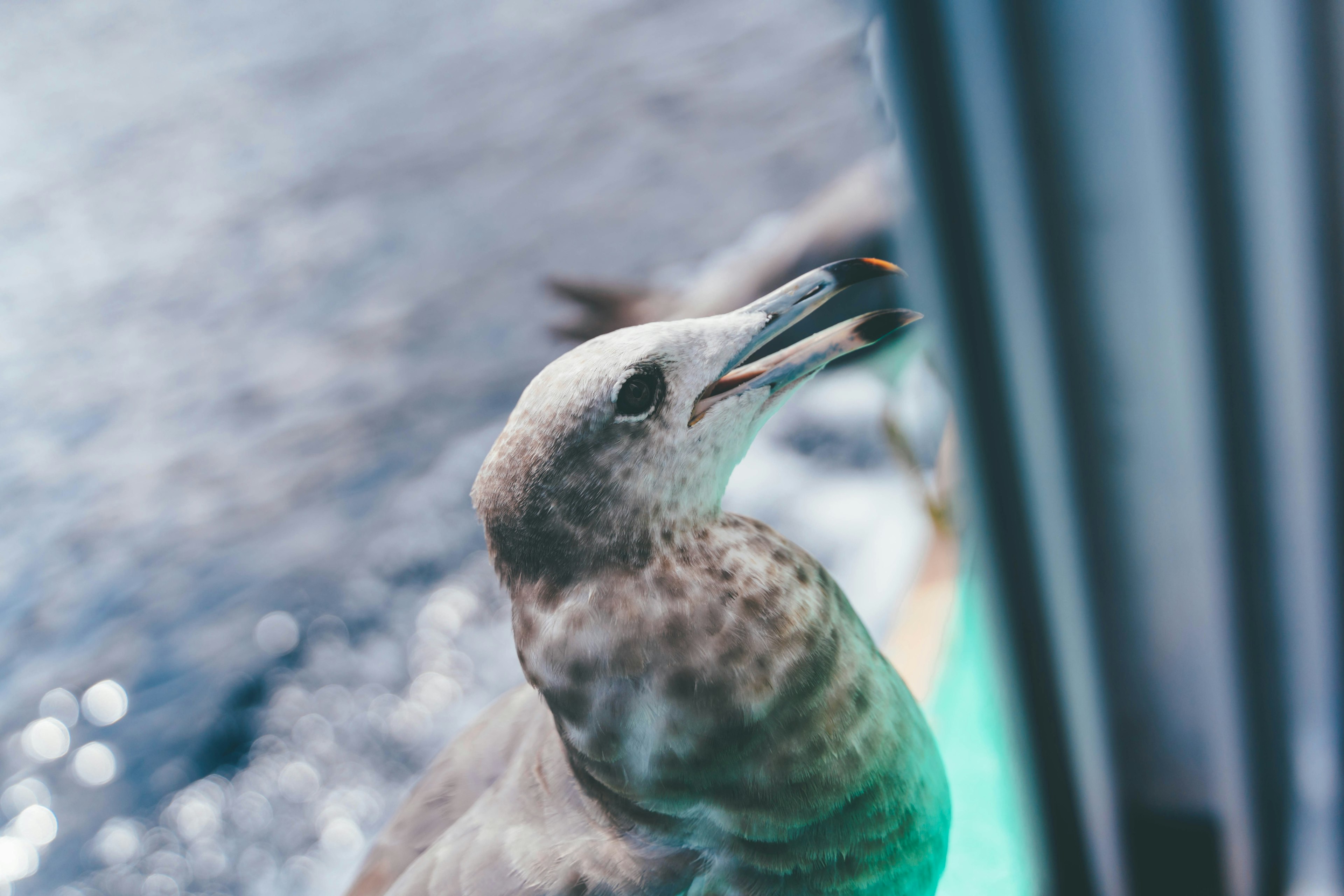 Gros plan d'une mouette près du bord d'un bateau au bord de la mer