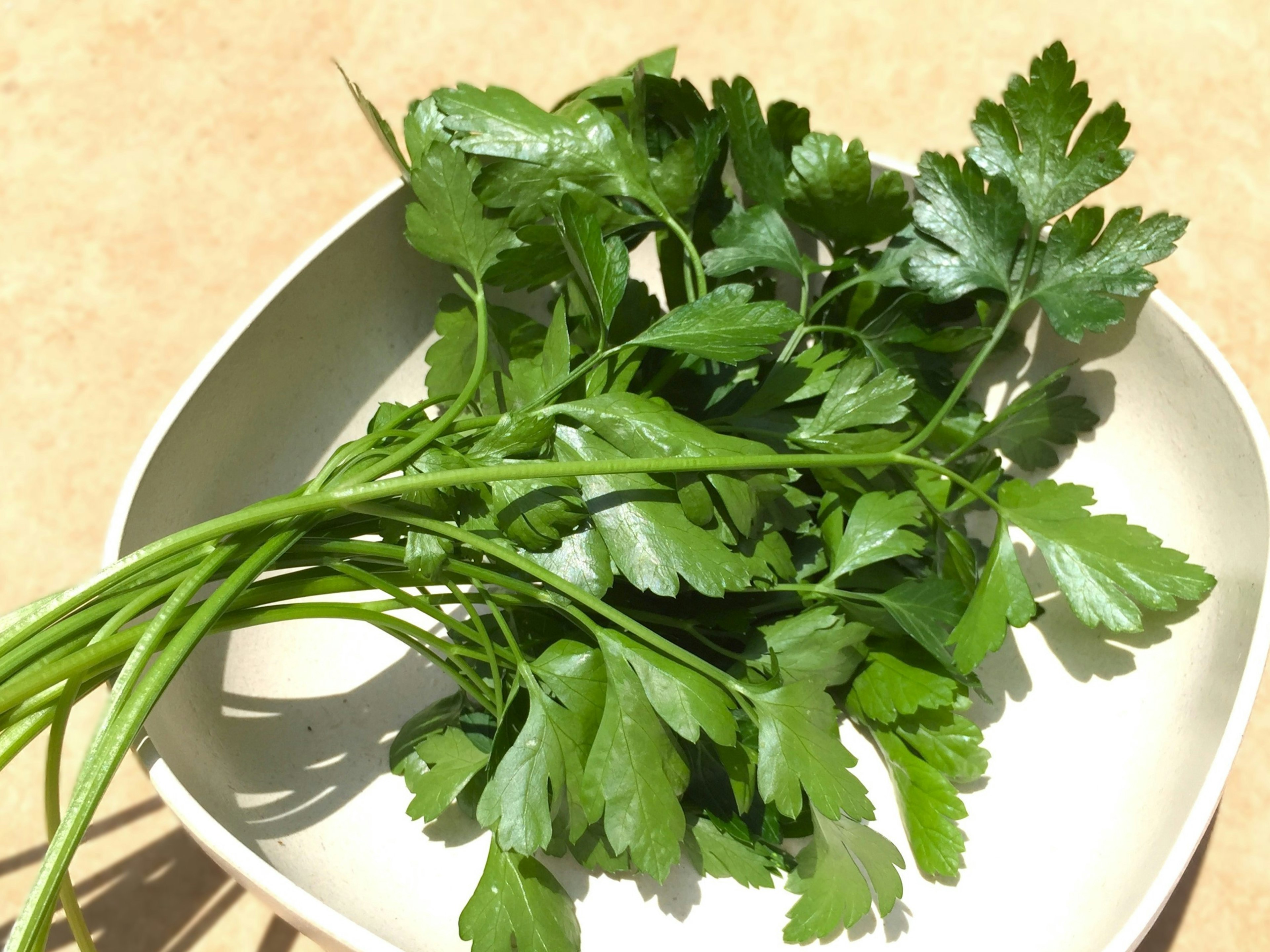 Un bouquet de persil frais sur une assiette blanche