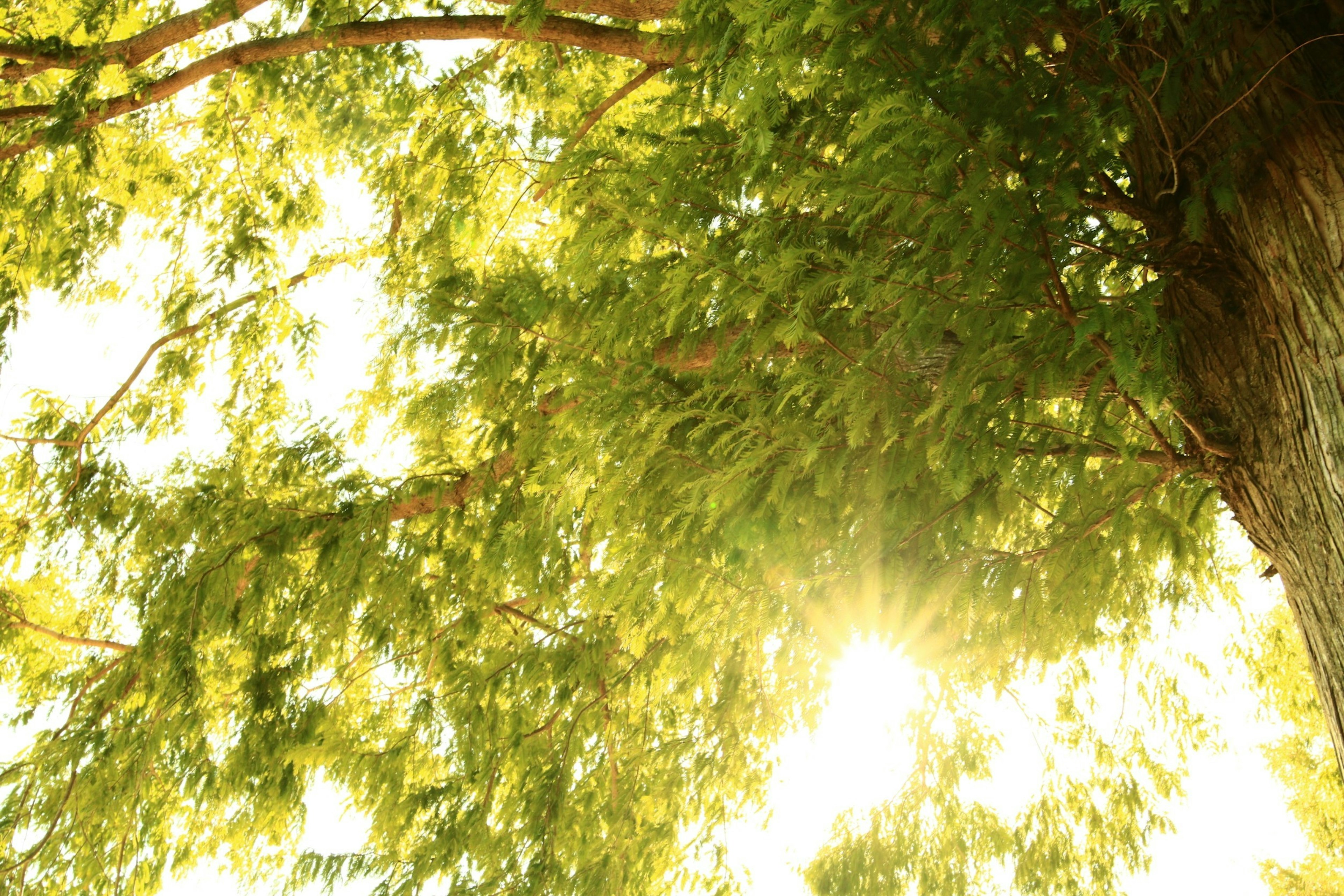 Sunlight filtering through lush green leaves