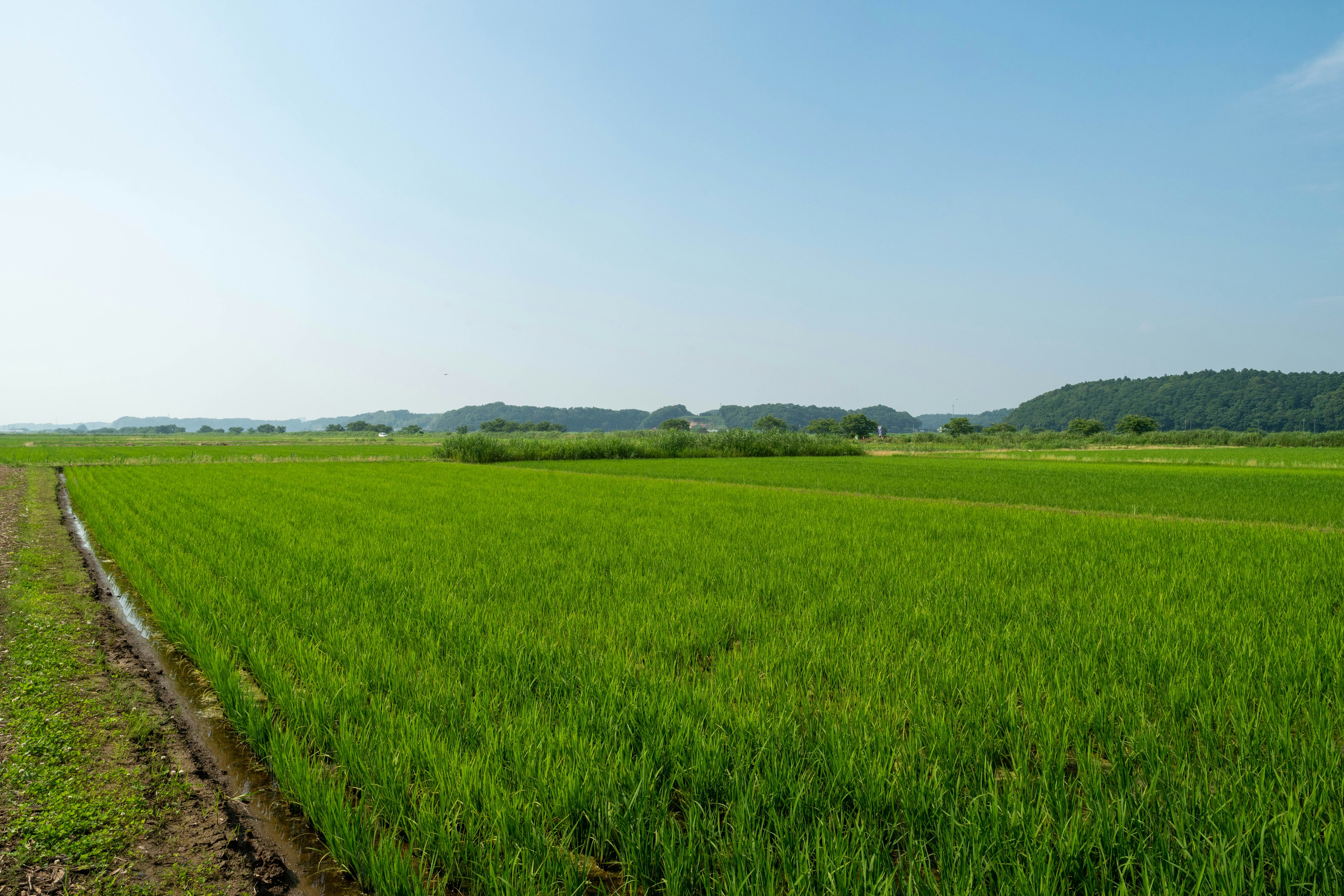 Lush green rice field under a clear blue sky