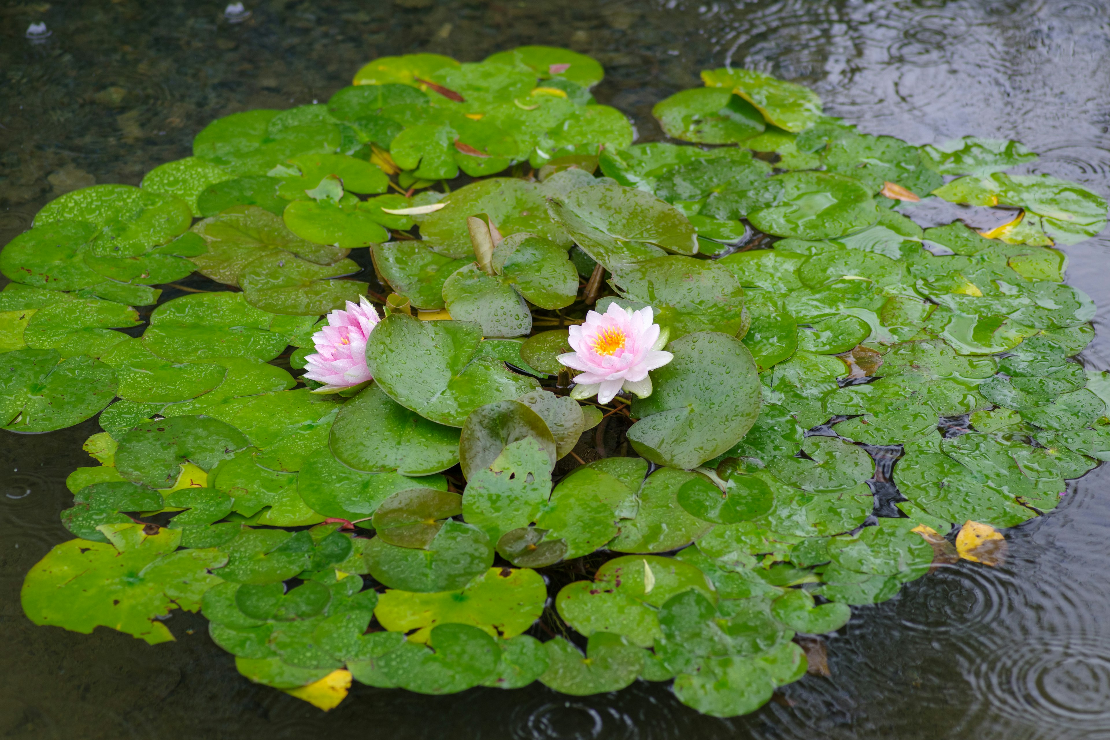 水面上漂浮的莲花和叶子