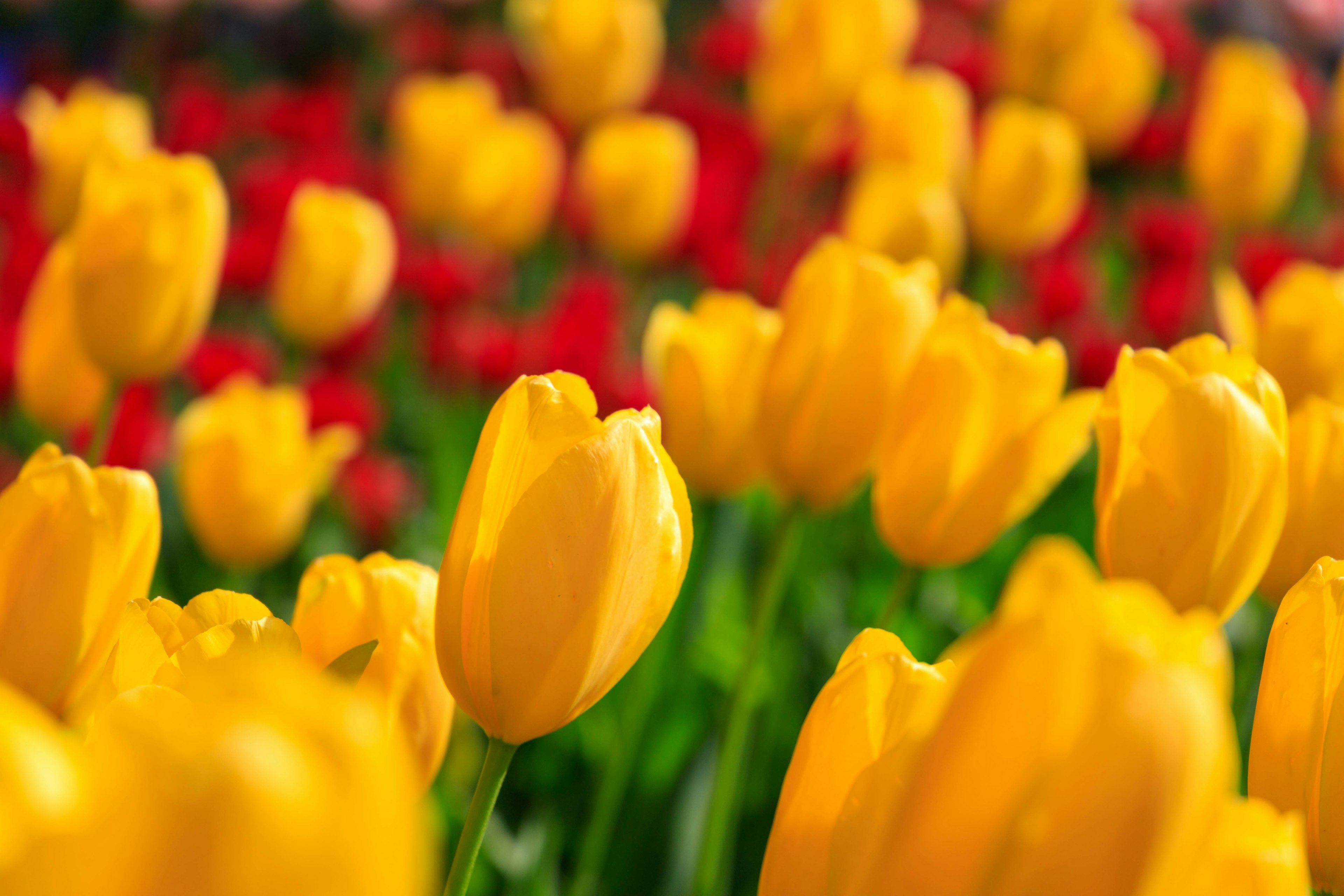 Tulip kuning cerah mekar di samping tulip merah di taman