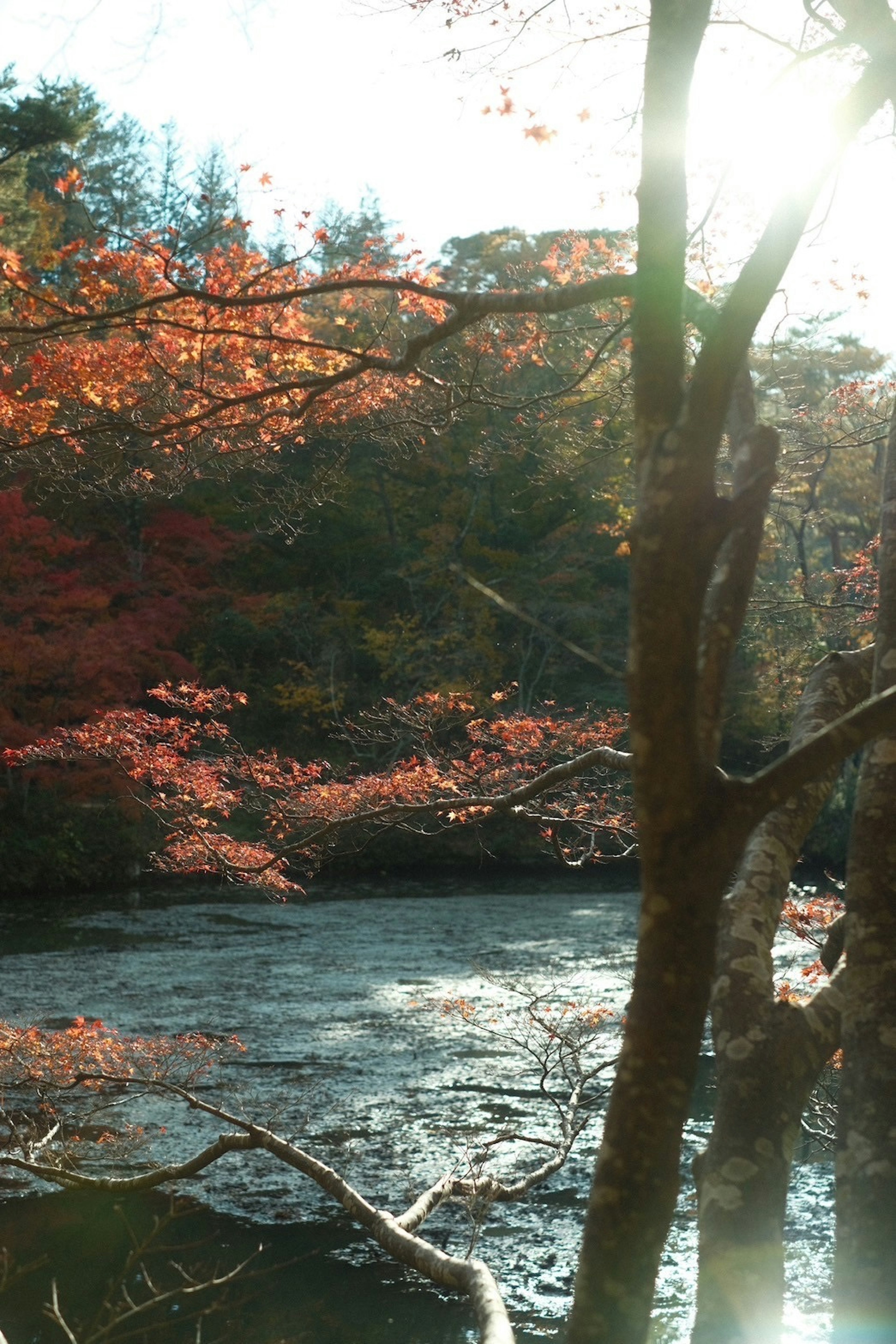 紅葉した木々と川の風景朝日が差し込む美しい秋のシーン