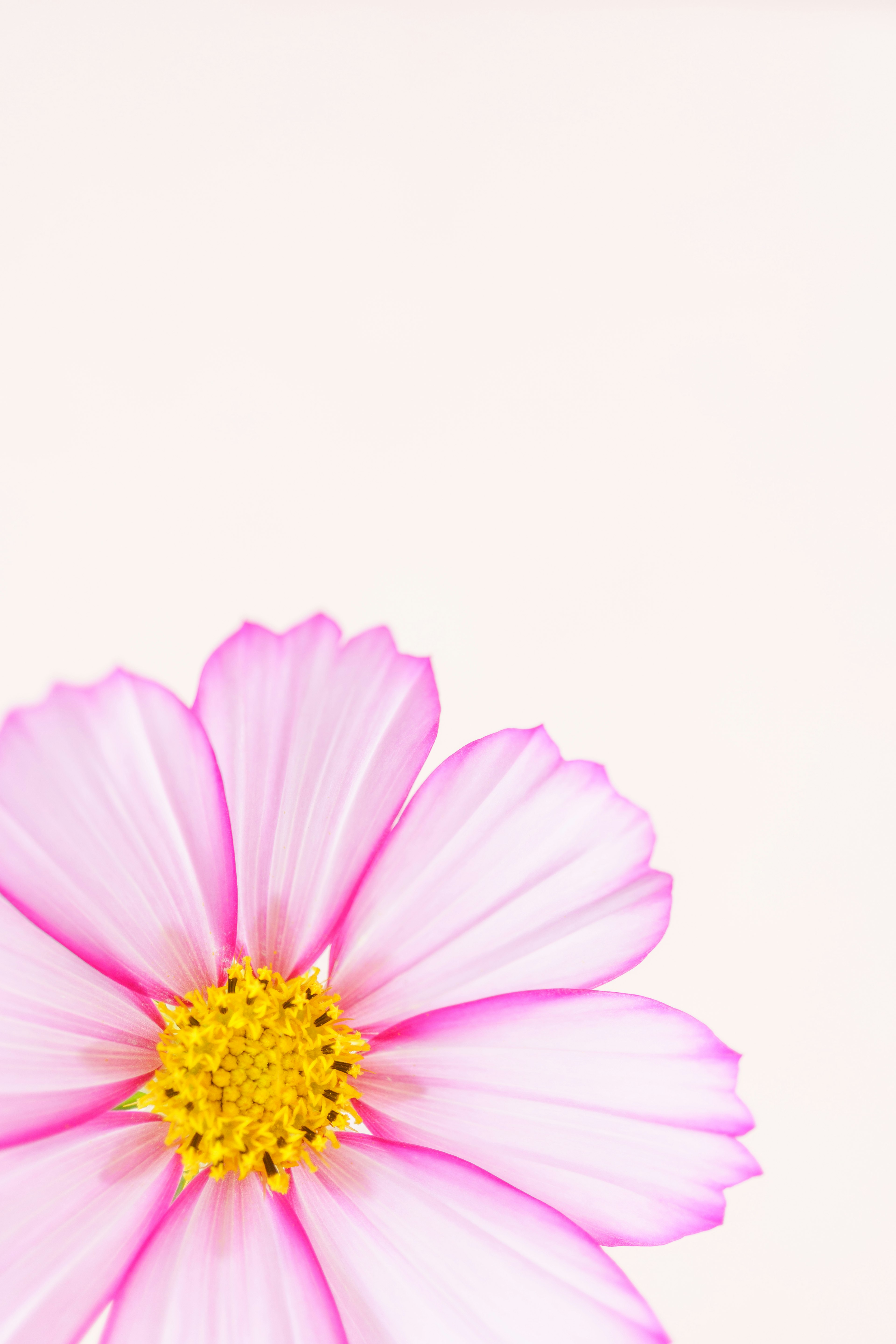 Pink cosmos flower on a light background