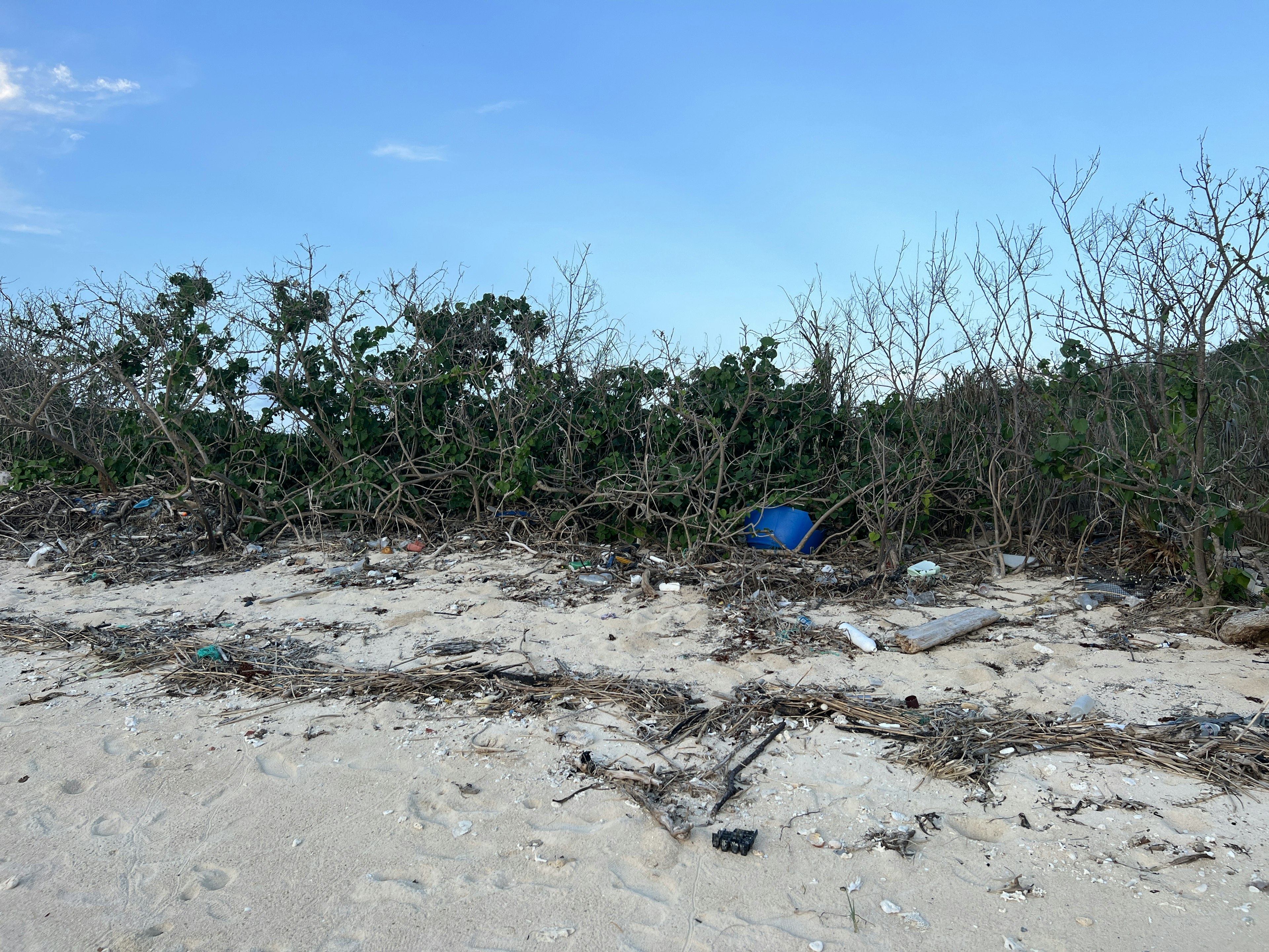 Un paysage avec des arbres morts et des déchets sur une plage de sable