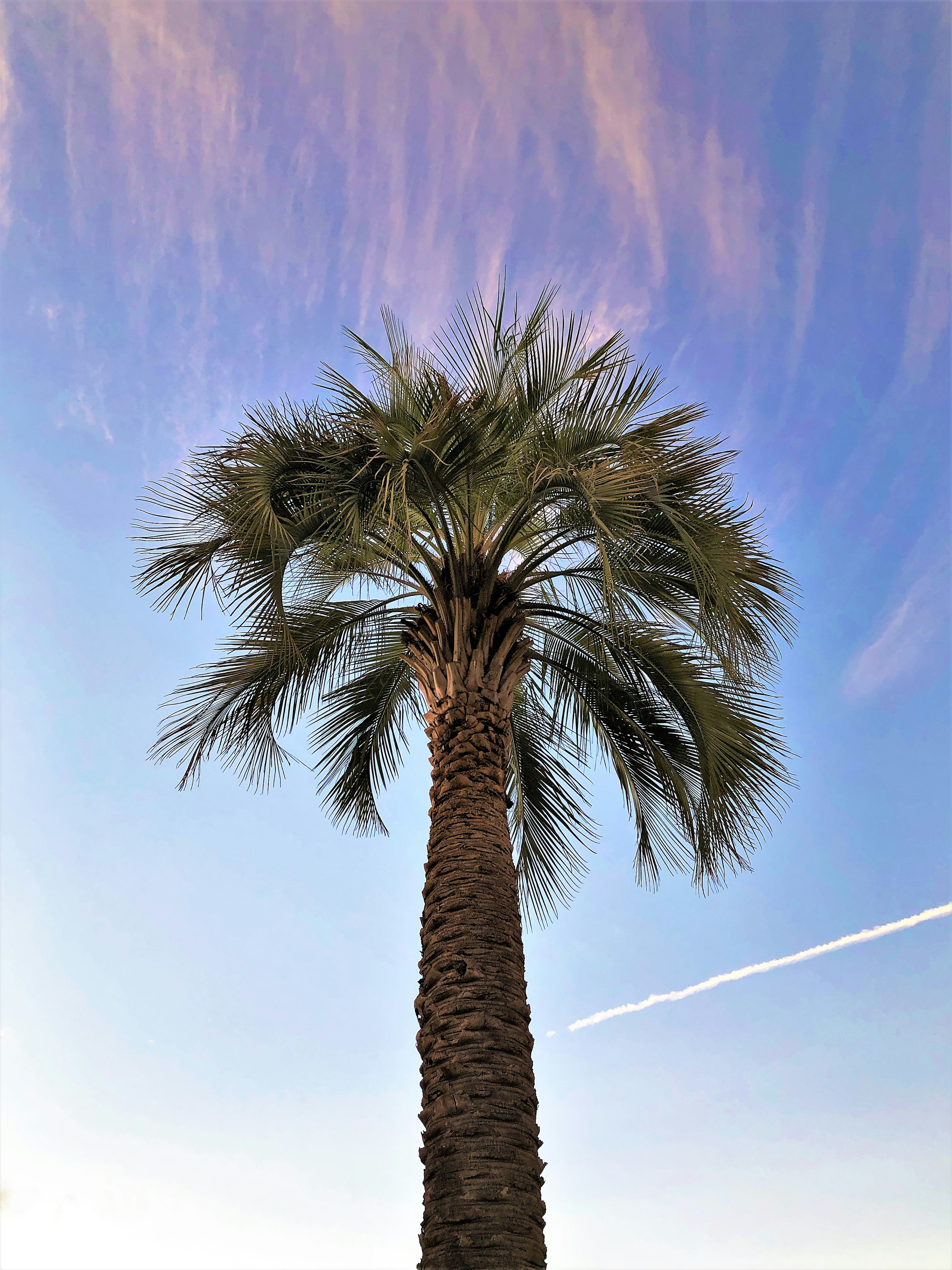 Eine Palme steht vor einem blauen Himmel mit dünnen Wolken