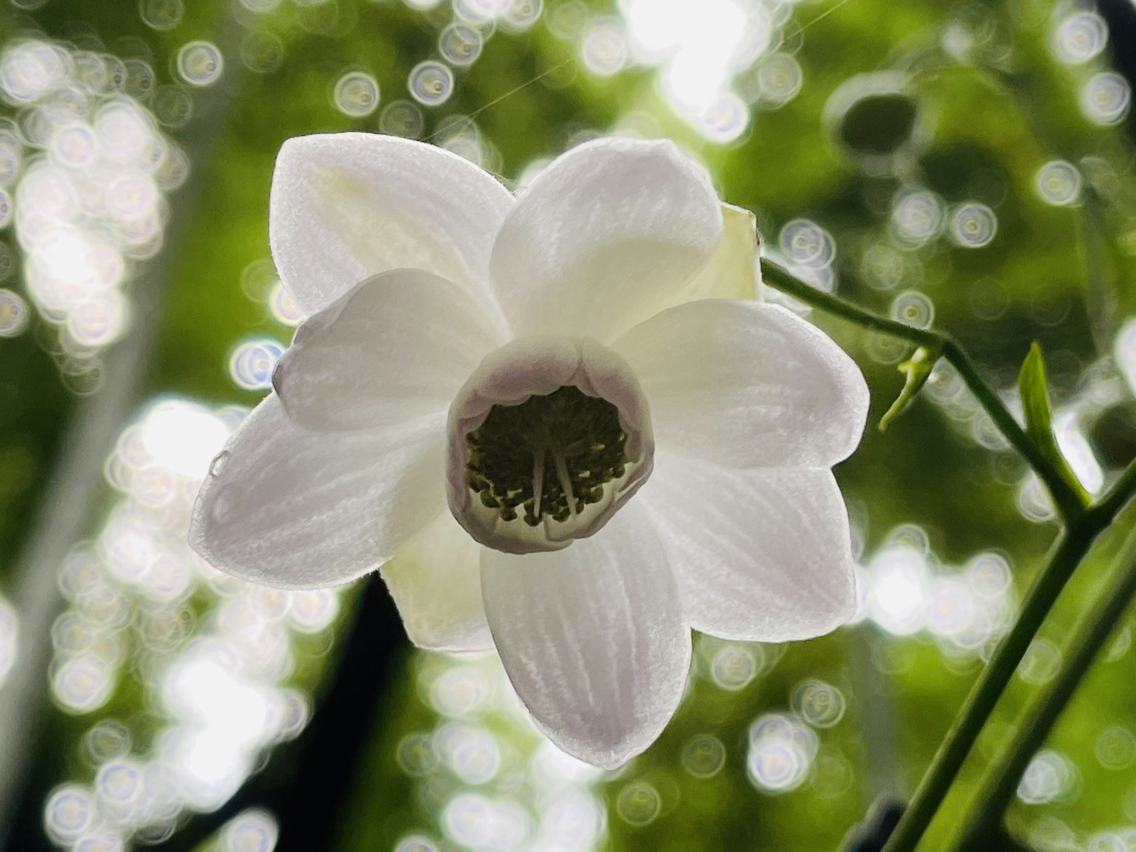 Une fleur blanche avec un fond vert