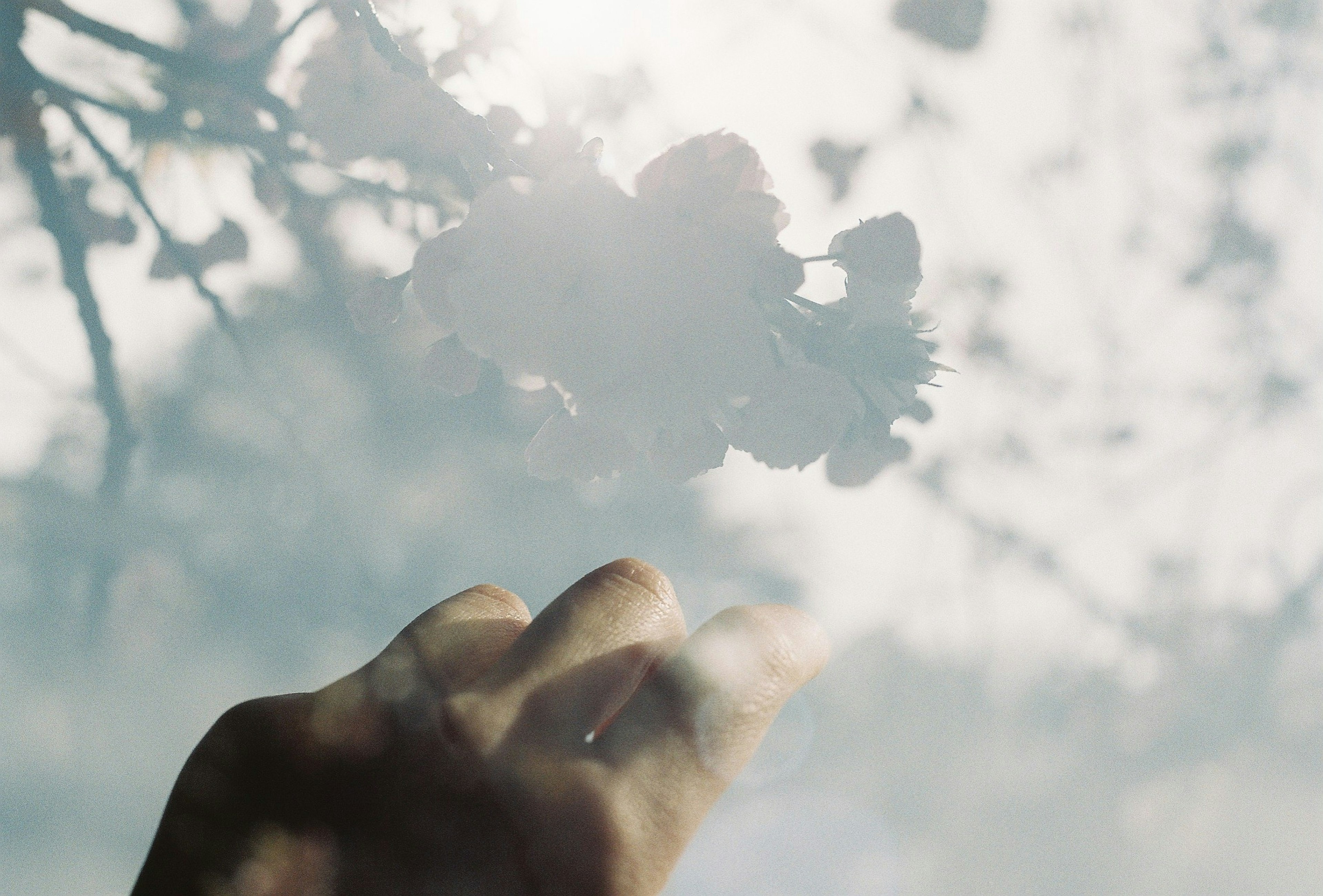 A hand reaching towards delicate flowers with soft light in the background