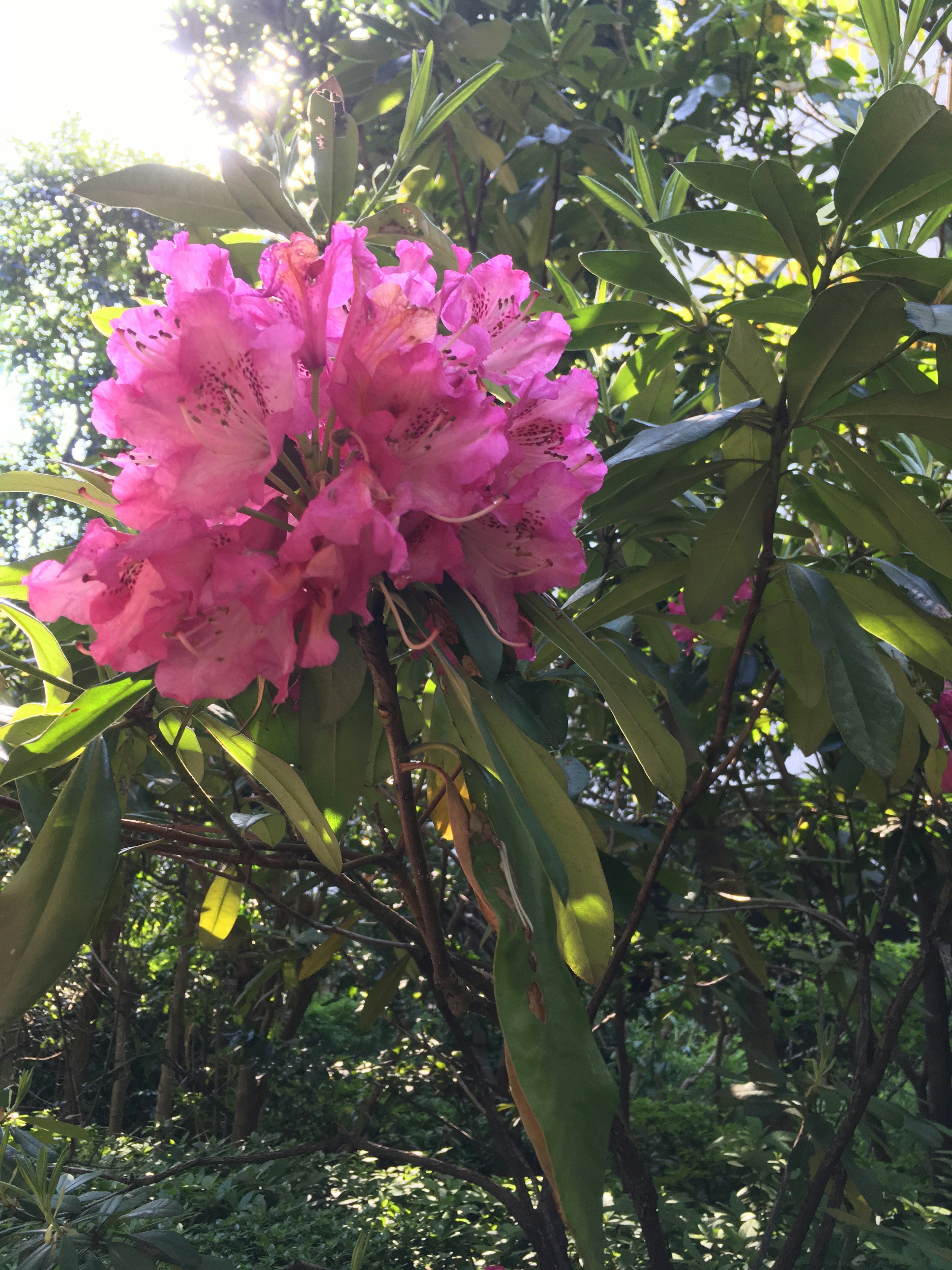 Bunga rododendron merah muda yang cerah mekar di antara daun hijau