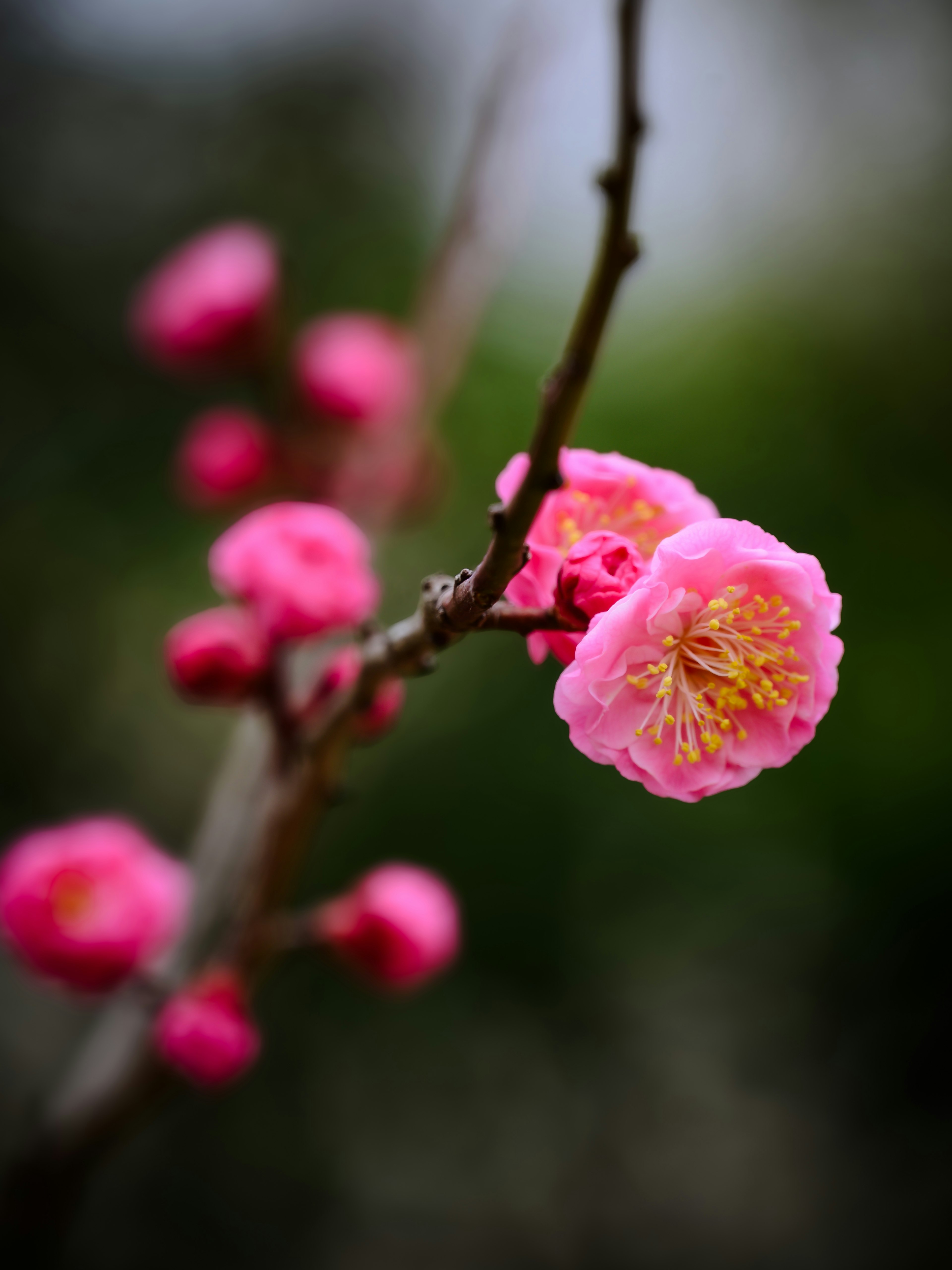 ピンクの花が咲いている枝のクローズアップ