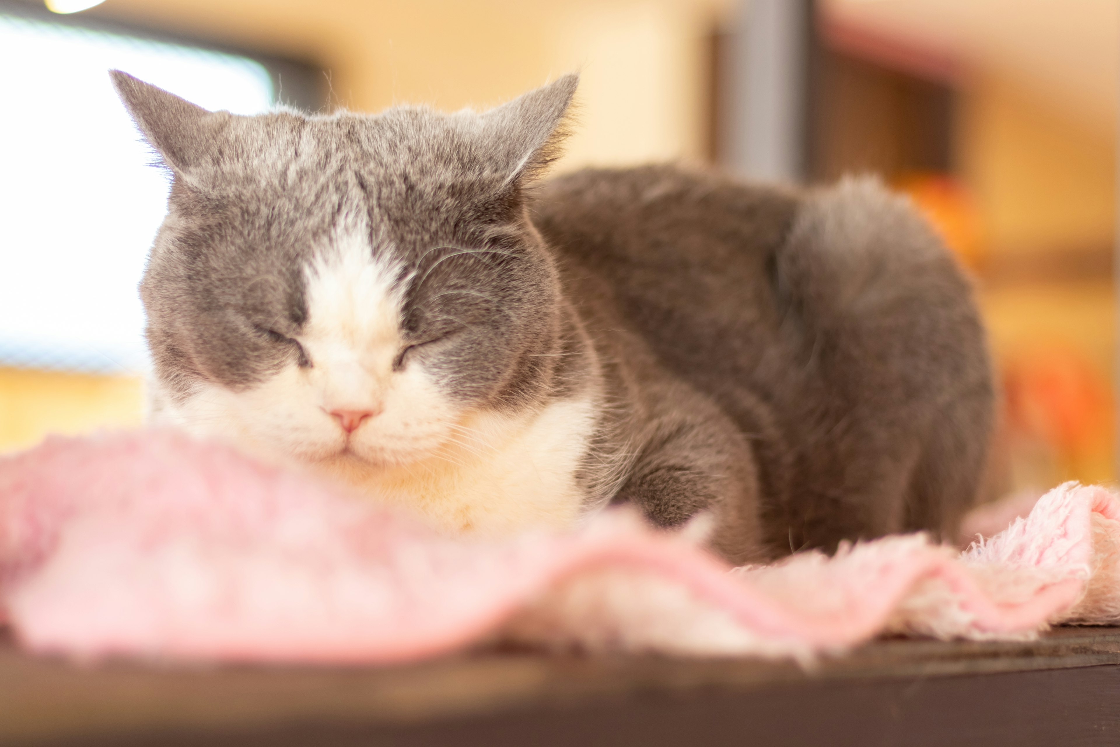 Graue und weiße Katze schläft auf einer rosa Decke