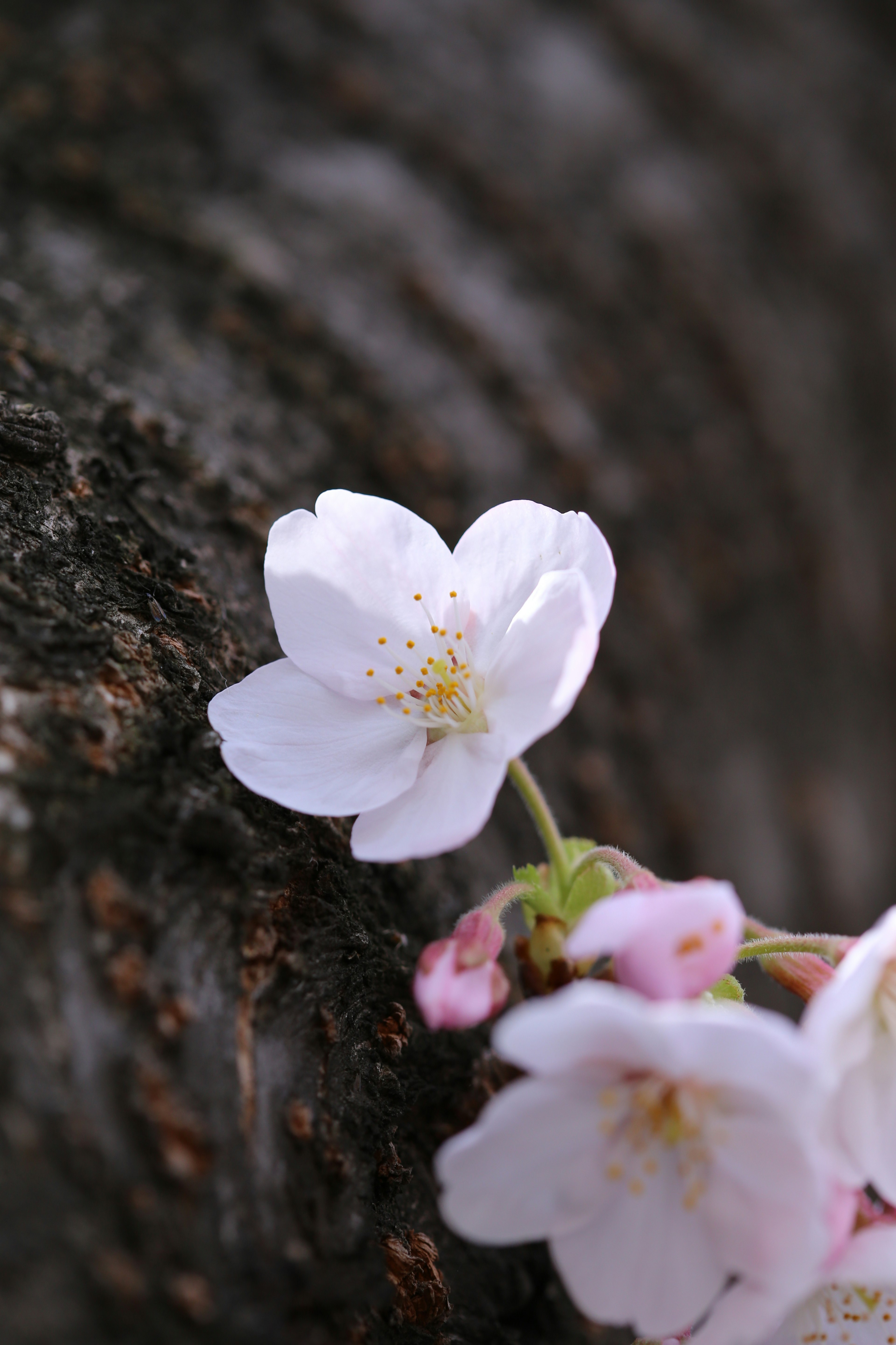 桜の花が木の幹に寄り添って咲いている