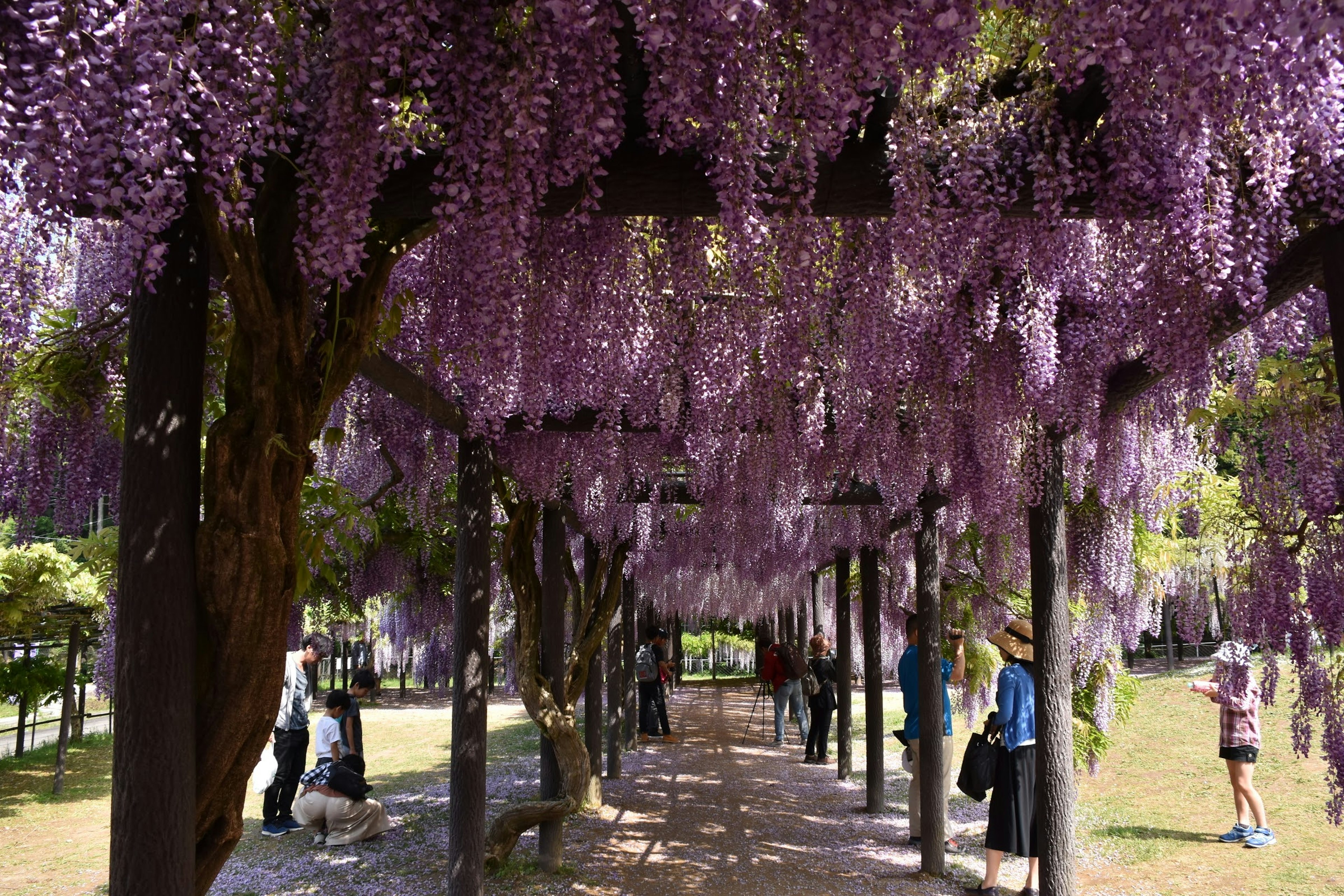 Un camino bordeado de flores de glicinia moradas donde la gente pasea