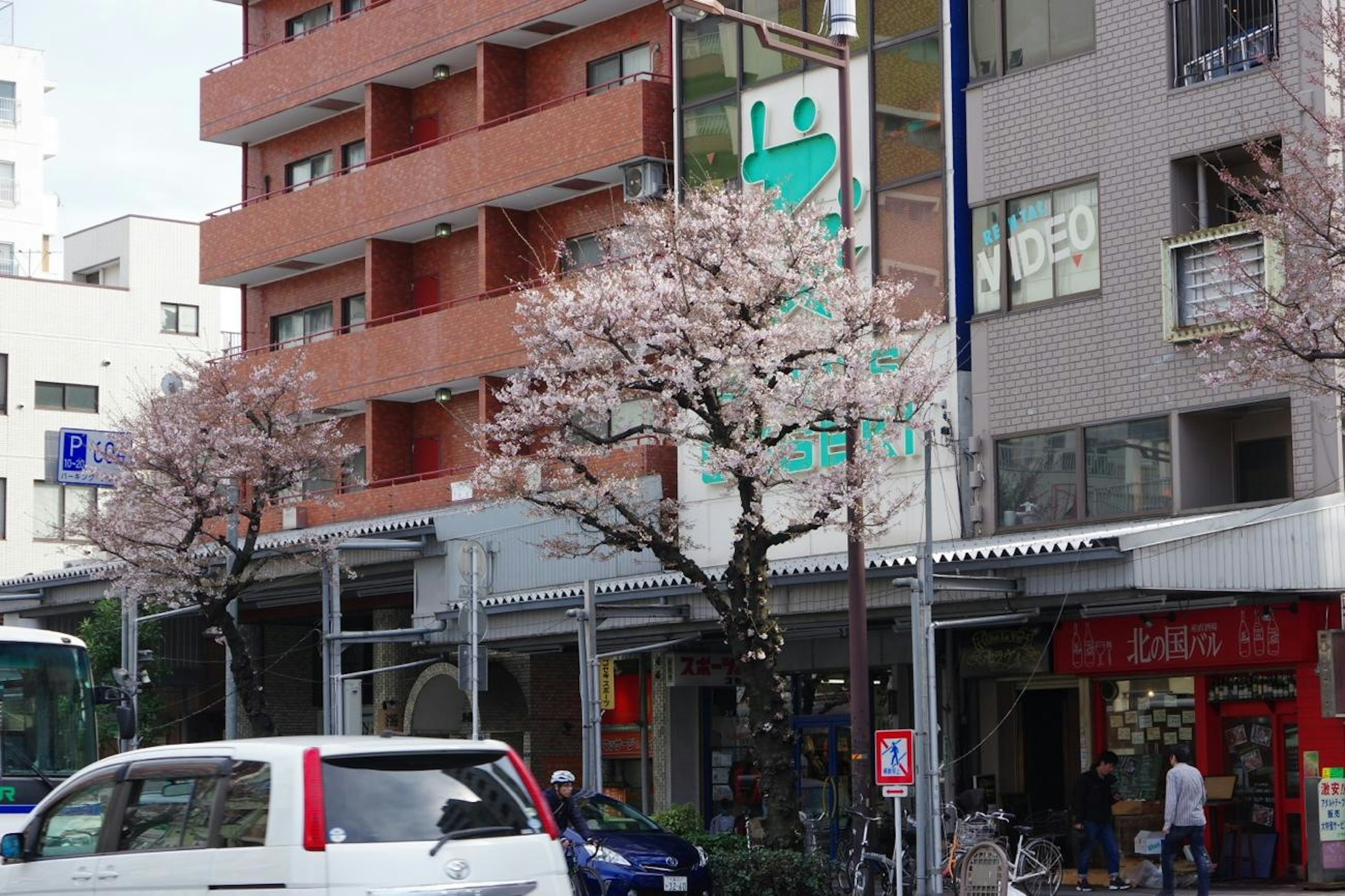 Street view featuring cherry blossom trees and modern buildings